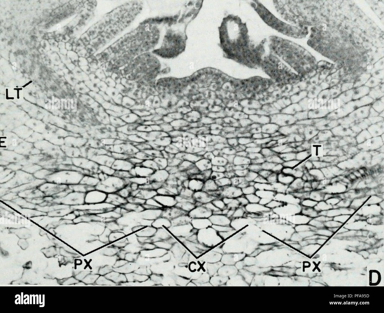 . Die entwicklungspolitischen Anatomie der Isoetes. Isoetes; Botanik. B