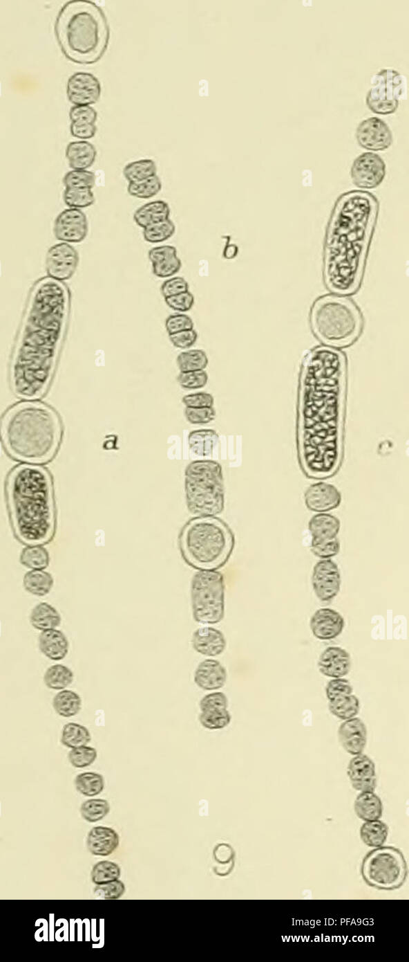 . Deuxième expédition antarctique Francaise (1908-1910). Natural History -- Antarktis; wissenschaftliche Expeditionen - Antarktis, Antarktis. 1 cm^25^. L Gaan del. Bitte beachten Sie, dass diese Bilder sind von der gescannten Seite Bilder, die digital für die Lesbarkeit verbessert haben mögen - Färbung und Aussehen dieser Abbildungen können nicht perfekt dem Original ähneln. extrahiert. Frankreich. Ministère de l'expédition] nationale; antarctique Francaise (2: 1908-1910); Charcot, Jean, 1867-1936; Joubin, L. (Louis), 1861-1935. Paris: Masson Stockfoto