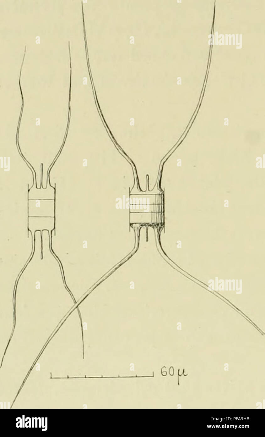 . DeuxiÃ¨me expÃ©dition antarctique Francaise (1908-1910). Natural History -- Antarktis; wissenschaftliche Expeditionen - Antarktis, Antarktis. 40 PHYTOPLAXCTOX DE L'AXTARCTIQUE. Les individus qiio nous venons de Dekor divisent crire se et forment des chaÃ®nes Courtes assez Frías © Quentes (fiy. 1!Â"; puis Indivision continuant À se produire, auf obtient la chaÃ®nes assez hjngues, matiÃ¨re Leur frai^ ilitÃ ©, il n'est pas Seltene de rencontrei es Fragmente "de 6 à 8 individus.. Bitte beachten Sie, dass diese Bilder aus gescannten Seite Bilder, die digital für die Lesbarkeit verbessert haben mögen - Colorati extrahiert werden Stockfoto