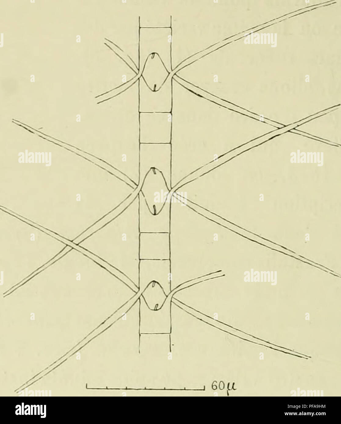 . DeuxiÃ¨me expÃ©dition antarctique Francaise (1908-1910). Natural History -- Antarktis; wissenschaftliche Expeditionen - Antarktis, Antarktis. Abb. 9. Â Ch. anlarctictis Grün {C/i. atlanlicus Clcve, Div.). "De la Col-lection Cleve und MÃ'flLT. Fi;;;;;;;; 10. Â C/i. allanticus. "De la eolleclion Cleve uml MolkT N" 118. Mehr oder weniger brisÃ © es; Celles qui restent suflisent pour vÃ©rifier Le carac-tÃ¨re Konstante d'un renflement situÃ© Ã une faible Abstand du point d'in-sertion. Lune de Zahlen montre l'extrÃ©mitÃ © d'une chaÃ®ne avec deux Cornes terminales; La ressemblance de cette Partie avec Le d Stockfoto