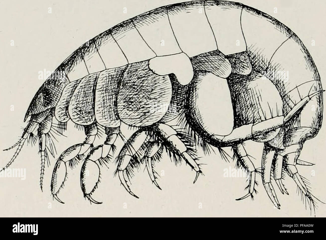 . DeuxiÃ¨me expÃ©dition antarctique Francaise (1908-1910). Natural History -- Antarktis; wissenschaftliche Expeditionen - Antarktis, Antarktis. 100 AMPHIPODES. PIIOXOCEPHALID. E. Pontharpinia uncinata Chevreux. 1912. Pontharpinia uncinata Chevreux (4). Dragage XV, 26 Novembre 1909, devant Port-Lockroy, chenal De Roosen; profondeur, 60 à 70 mÃ¨Tres. Une femelle ovigÃ¨re, dont Le Corps Ã©tait teintÃ © de jaunÃ¢tre et les yeux Noirs. Cette femelle, qui Portrait vingt-deux Åufs dans sa poche incubatrice,. Abb.;. 10. Â Pontharpinia uncinata. Â Femelle vue Du côté tÃ© gauche. mesurait 6 millimÃ¨Tres de Longue Stockfoto