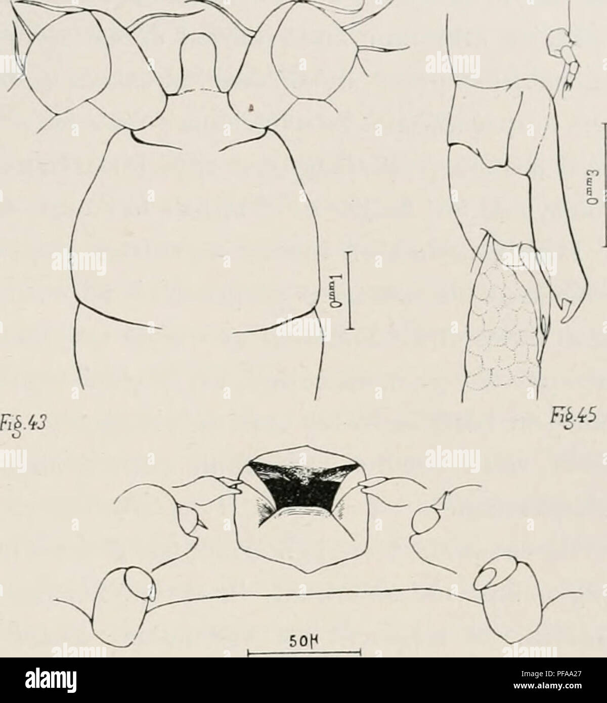 . DeuxiÃ¨me expÃ©dition antarctique Francaise (1908-1910). Natural History -- Antarktis; wissenschaftliche Expeditionen - Antarktis, Antarktis. CRUSTACÃS PARASITEN. 57 De Länge sensiblement uniforme, Les quatre Premiers Segmente du Thorax portent chacun une Paire de pattes; le cinquiÃ¨me Segment, un peu plus Ã © Troit, est Muni d'une Paire d'Anlagen SPÖ © ciaux en forme de lames larges et inarticulÃ © es. Un cadre chitineux trÃ¨s Ã © pais l'entoure Drossel bukkalen, qui est quadran - gulaire et se rÃ©trÃ©cit graduellement en pro-fondeur (Abb. 44). La lÃ¨vre supÃ©rieure est triangulaire et prÃ©sente de Stockfoto