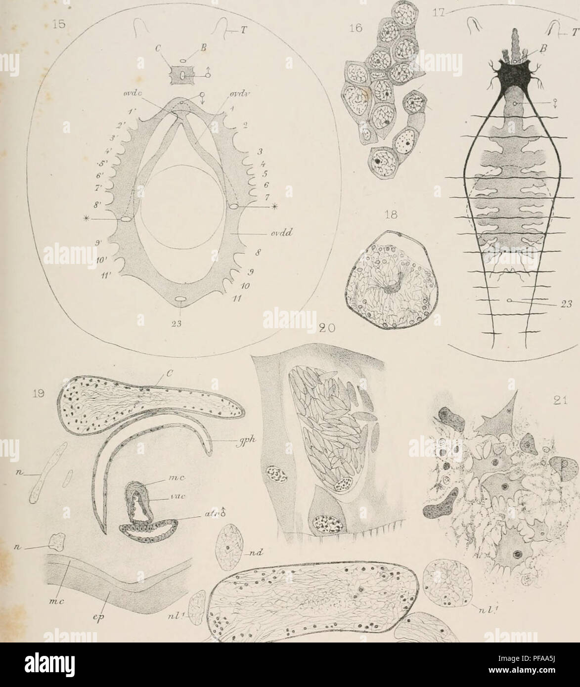 . Deuxième expédition antarctique Francaise (1908-1910). Natural History -- Antarktis; wissenschaftliche Expeditionen - Antarktis, Antarktis. D&lt; Mixieiae Expédition Charcot i P Hallei. Kwo. rs) Pl_ll. nh^- 22".. .. •.'^^^ 9' S. Hallez del Imp L Lafontaine. Paris G Reignier hth Slylochoid.es Albus Masson & Amp; C* Editeurs. Bitte beachten Sie, dass diese Bilder sind von der gescannten Seite Bilder, die digital für die Lesbarkeit verbessert haben mögen - Färbung und Aussehen dieser Abbildungen können nicht perfekt dem Original ähneln. extrahiert. Frankreich. Ministère de l'] nationale; Expédi Stockfoto