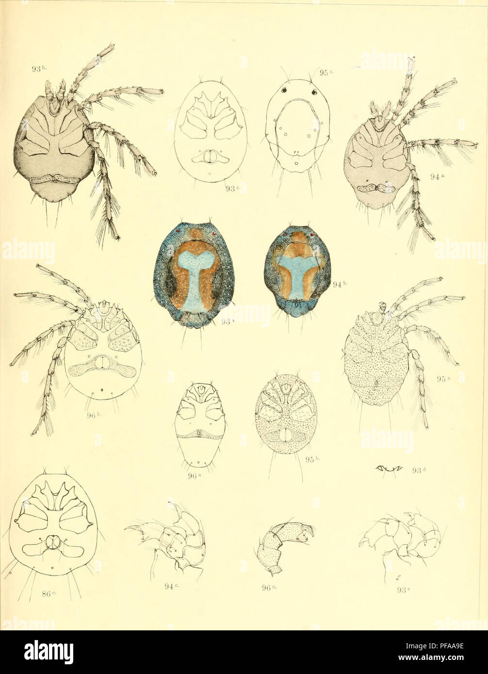 . Deutschlands Hydrachniden. Hydrachnidae; Milben. ioologica XXII. Taf. XXXVI.. iersig ad nat-del. Verlag von Erwin Nägele, Stuttgart.. Bitte beachten Sie, dass diese Bilder sind von der gescannten Seite Bilder, die digital für die Lesbarkeit verbessert haben mögen - Färbung und Aussehen dieser Abbildungen können nicht perfekt dem Original ähneln. extrahiert. Piersig, R.: E.Nägele Stuttgart Stockfoto