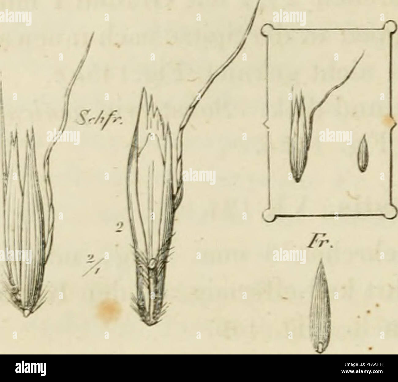 . Deutschlands Gräser und Getreidearten zu leichter Erkenntniss / Dm Wuchse, den Blättern, Blüthen und Früchten zusammengestellt und für die Land- und Forstwirtschaft / Vorkommen und Nutzen ausführlich beschrieben. Pflanzen. 106 V. Kapitel. 11. Aveiiastrum elatius. II, 33. Schfr., Abb. 14 Üi, aus 2 Blüth-chen bestehend, S mm. lang. Ein einer Seite unten sterben längere, stark ge-drehte, einige braune Granne 12 mm lang, an der Berlin Seite eine oft sehr kurze, Orig.-DP, höher oder tiefer entspringende Granne, this dem Obern, fruchtbaren, jene Dm, unfruchtbaren untern Theile ange-hörend. Stockfoto