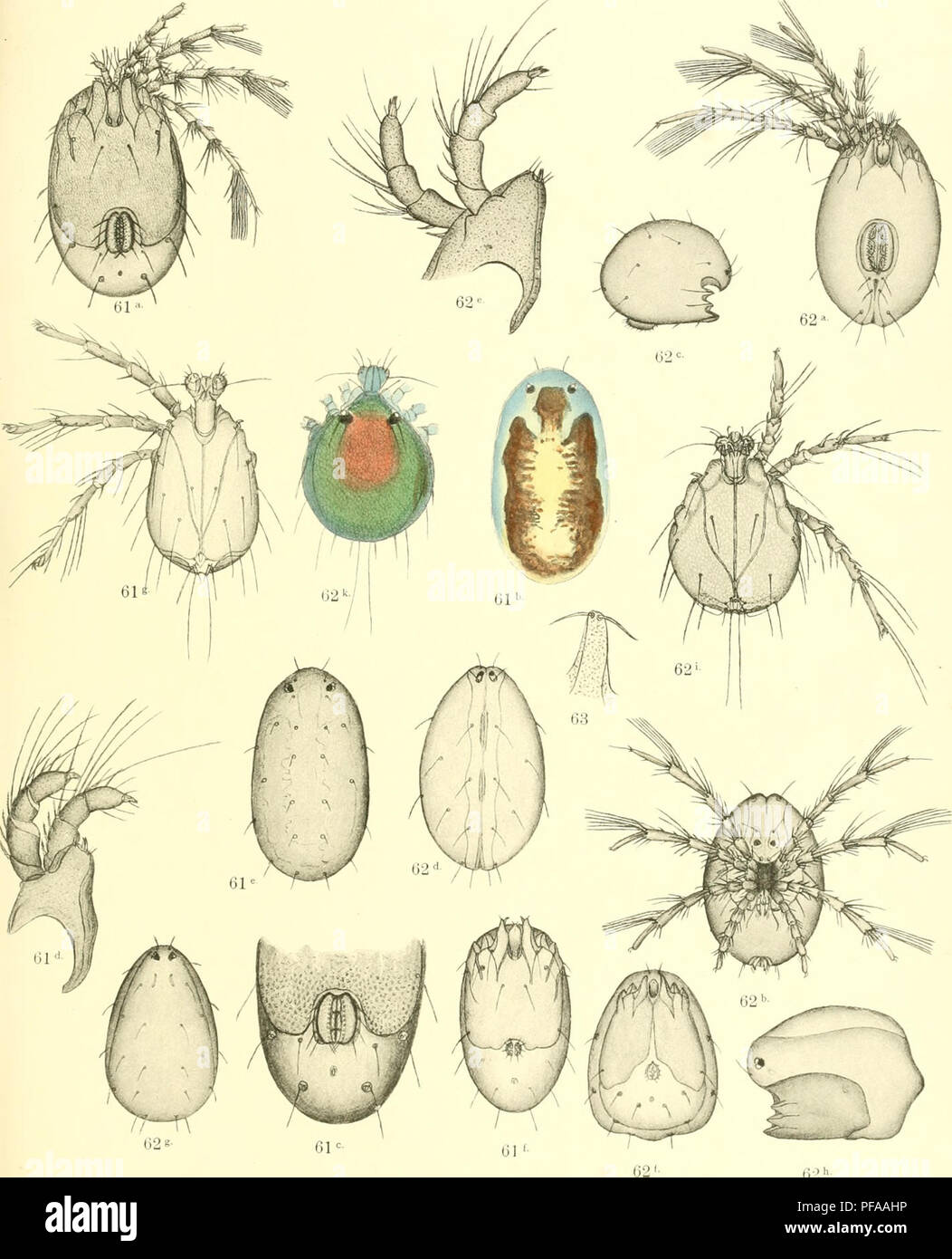 . Deutschlands Hydrachniden. Hydrachnidae; Milben. Zoologica XXII. Taf. XXIV.. 62h - Piersig ad Nat.del. Verlag von Erwin Nägele, Stuttgart.. Bitte beachten Sie, dass diese Bilder sind von der gescannten Seite Bilder, die digital für die Lesbarkeit verbessert haben mögen - Färbung und Aussehen dieser Abbildungen können nicht perfekt dem Original ähneln. extrahiert. Piersig, R.: E.Nägele Stuttgart Stockfoto