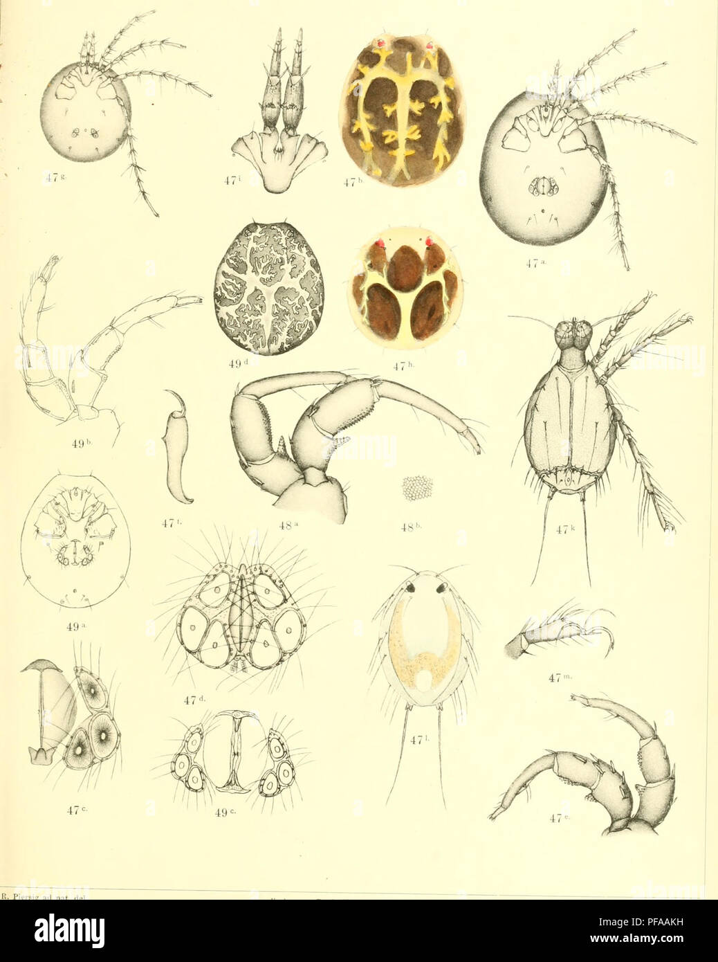 . Deutschlands Hydrachniden. Hydrachnidae; Milben. Zoologica XXII. Taf. Xix. R. Piersig ad Nat.del. Verlag von Erwin Nägele, Stuttgart. Bitte beachten Sie, dass diese Bilder sind von der gescannten Seite Bilder, die digital für die Lesbarkeit verbessert haben mögen - Färbung und Aussehen dieser Abbildungen können nicht perfekt dem Original ähneln. extrahiert. Piersig, R.: E.Nägele Stuttgart Stockfoto