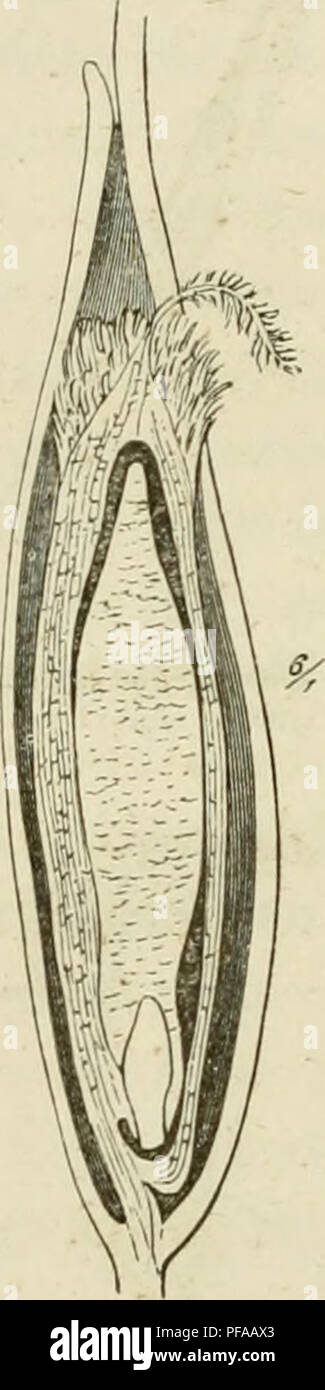 . Deutschlands Gräser und Getreidearten zu leichter Erkenntniss / Dm Wuchse, den Blättern, Blüthen und Früchten zusammengestellt und für die Land- und Forstwirtschaft / Vorkommen und Nutzen ausführlich beschrieben. Pflanzen. 30 I. Kapitel. Eigenthümlichkeiten der Gräser. Ei-, oder besser Sainenweiss), enthält ebenfalls unten, aber, in der der Spelze zugeAvandten Seite, den Keimsack, in dem sich, Abb. 70, sterben junge Pflanze, der Keimling, entwickelt. Der gleiche wächst nach der Befruchtung rasch weiter, so dass er bald sterben ganze Höhlung des Frucht-Knotens avisfüllt, sich überall ein die Wand de Stockfoto