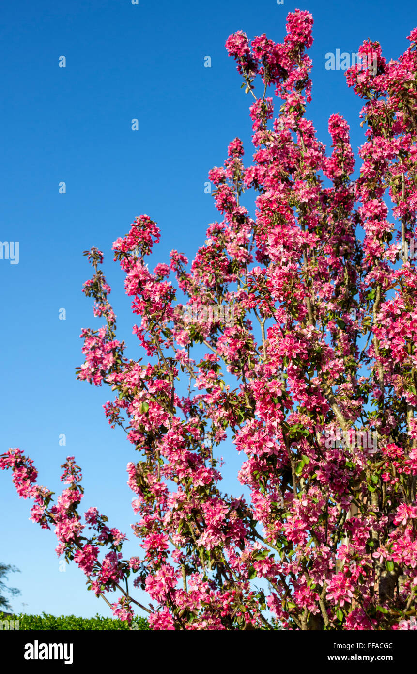 Rosa Crab Apple Blossom vor blauem Himmel Stockfoto