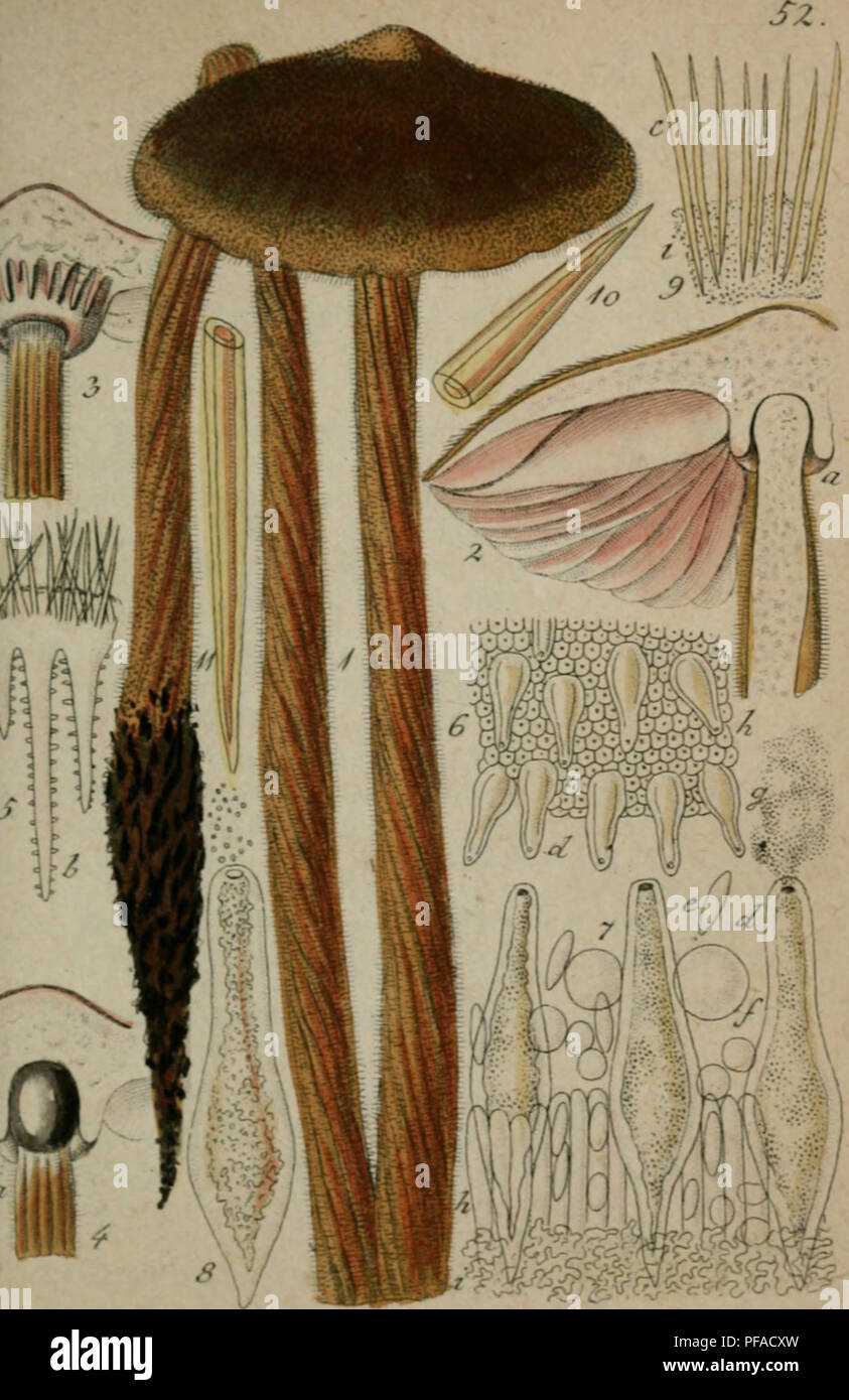 . Deutschlands Flora in Abbildungen nach der Natur: mit Beschreibungen. 3. Abth. Die Pilze Deutschlands. Botanik. ^i^ariciiJ' Cr/ZariiT/uj-Con-ix.. Bitte beachten Sie, dass diese Bilder sind von der gescannten Seite Bilder, die digital für die Lesbarkeit verbessert haben mögen - Färbung und Aussehen dieser Abbildungen können nicht perfekt dem Original ähneln. extrahiert. Sturm, Jakob, 1771-1848; Corda, August Karl Joseph, 1809-1849; Ditmar, L. S. F; Preuss, C G; Rostkovius, Friedrich Wilhelm Teophil; Sturm, Johann Wilhelm. Nürnberg Stockfoto