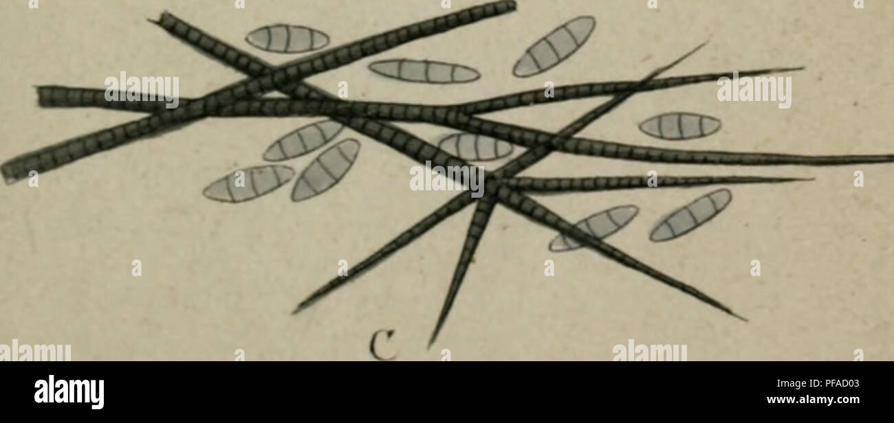 Dieser Band ist Teil einer Reihe über die deutsche Flora, die sich speziell auf Pilze in Deutschland konzentriert. Sie enthält detaillierte Abbildungen und Beschreibungen, die eine wissenschaftliche Grundlage für die Identifizierung und Untersuchung von Pilzarten im Land bieten. Stockfoto