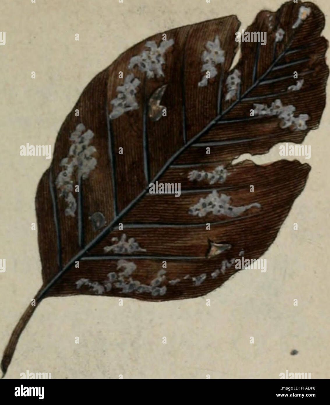 Dieses Werk von Johann Wilhelm Sturm und anderen bietet detaillierte Illustrationen und Beschreibungen der deutschen Flora. Es bietet einen detaillierten Einblick in die Pflanzenarten und ihre natürlichen Lebensräume des Landes und trägt zur Botanik- und Pflanzenforschung bei. Stockfoto