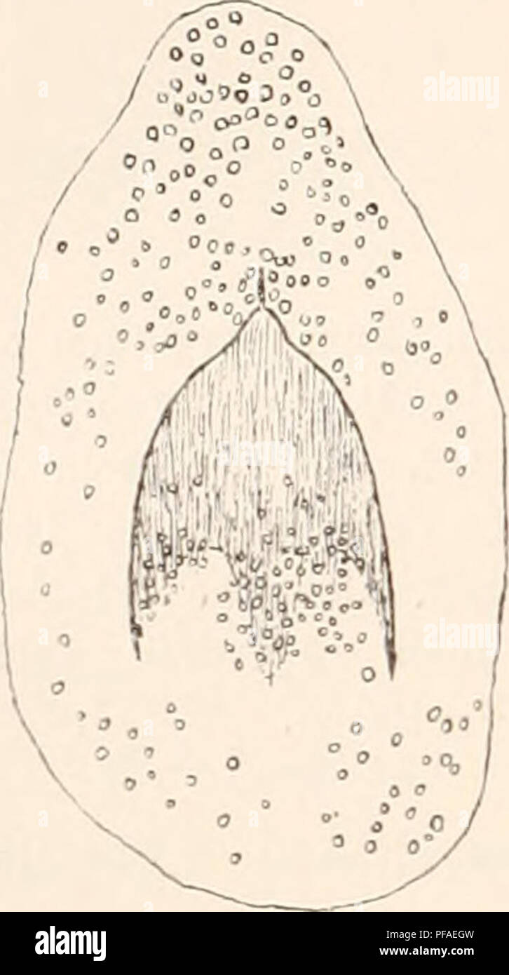 . Deutsche Südpolar-Expedition, 1901-1903, im, Aufträge des Reichsamtes des Innern. Gauss (Schiff); Wissenschaftliche Expeditionen; Antarktis. 276 Deutsche Südpolar-Expedition. Vorhandensein einer Anzahl Beistacheln dorniger. Auch ist bei unserer Kunst der obere Koptteil ohne Poren und nicht hyalin, war allerdings kein schwerwiegendes Trennungsmerkmal ist. Gallerte und 27.09.05 Zellen. (Textfig. 40, 41). Bei einer Podocyrtide, deren Kunst Zugehörigkeit nicht genau festgestellt werden konnte, fand sich wiederholt eine außerordentlich voluminöse Gallerte, sterben sterben glockenförmige, mit 3 Gesamtkoordinator-stücken, einem Kop Stockfoto