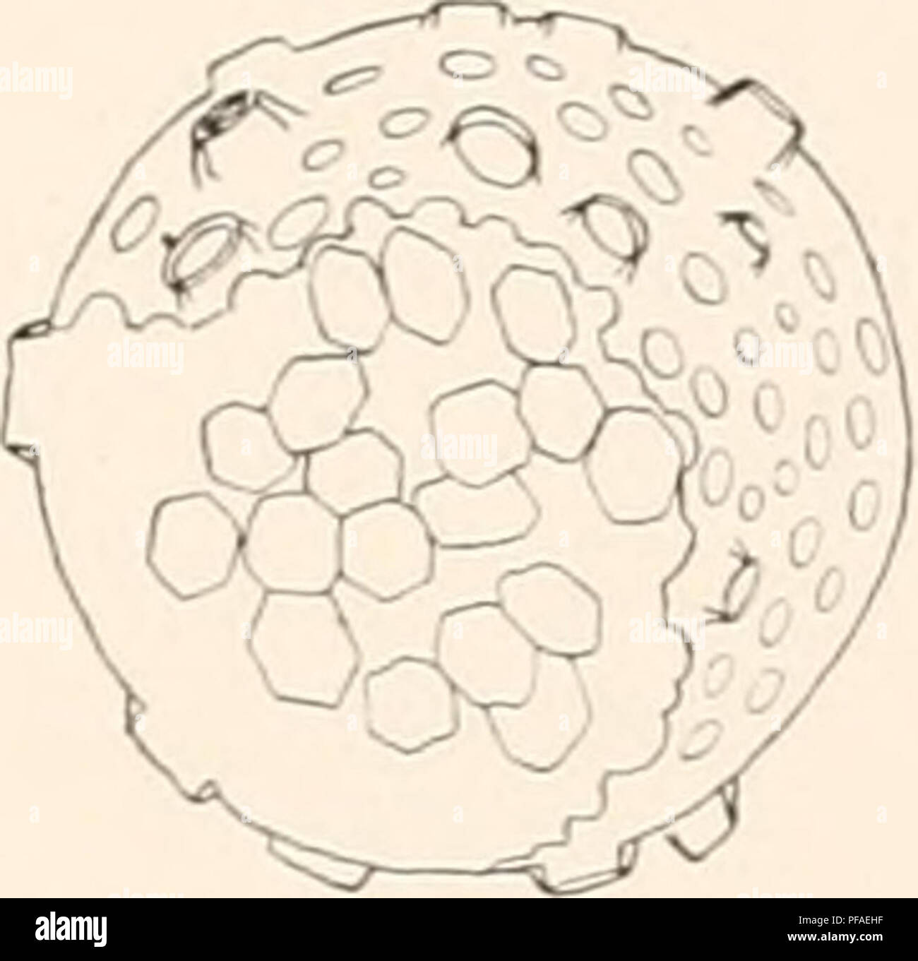 . Deutsche SÃ¼dpolar-Expedition, 1901-1903, im, Aufträge des Reichsamtes des Innern. Gauss (Schiff); Wissenschaftliche Expeditionen; Antarktis. Popofsky. Collosphaeriden. 267 ist. Siphonosphaera crystalloides Hilmers. (Textfig. 31.) Siphonosphaera crystalloides Hilmers 0 (3) S. 83, Abb. 6. Der Diagnose von hilmers (1. c) sei hier nur hinzugefÃ¼gt, daÃ sterben Oktaedrischen oder deutschstämmigen langgestreckt hexagonalen Restkristalle oft eigen - tÃ¼mlich kÃ¶Rnig oder brÃ¶ckelig zerfallen erscheinen, wahrscheinlich infolge weiter fortgeschrittener Sporenbildung. Fundorte. / Hilmers Indopazifischer Ozean. Atlantischer Stockfoto