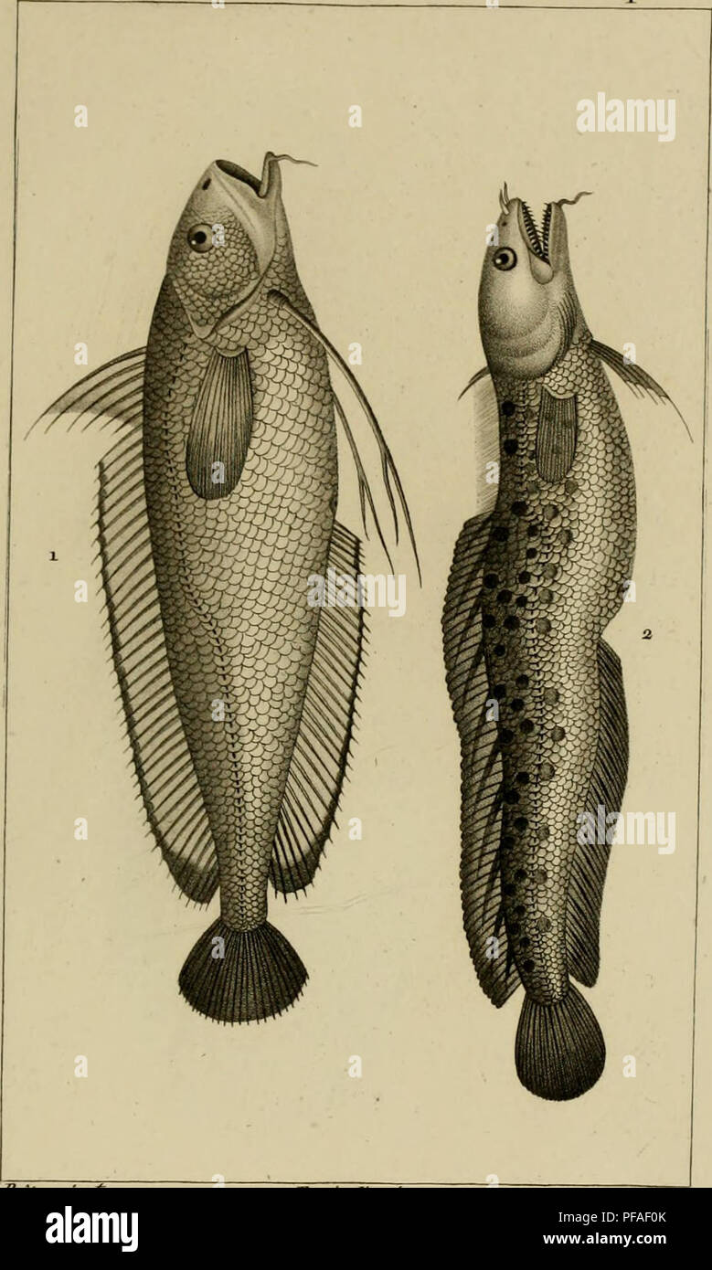 . Wörterbuch des sciences naturelles, Dans lequel auf traite méthodiquement De être de la nature considérés différens, soit en eux-mêmes, d'après l'État actuel de nos connoissances, soit relativement à l'utilité qu'en peuvent retirer La médecine, l'agriculture, le Commerce et les Artes. Suivi d'une Biographie des plus célèbres naturalistes. Natural History. ZOOLOGIE. ICHTHYOLOGIE. Aiiclienopfères.. ich. PHYCIS Barbu. 2. MUS TELE Gemeinde, Ficfyr j-cff&amp; ft^. Bitte beachten Sie, dass diese Bilder aus gescannten Seite Bilder, die digital für die Lesbarkeit erhöht worden sein können extrahiert werden - Färbung Stockfoto