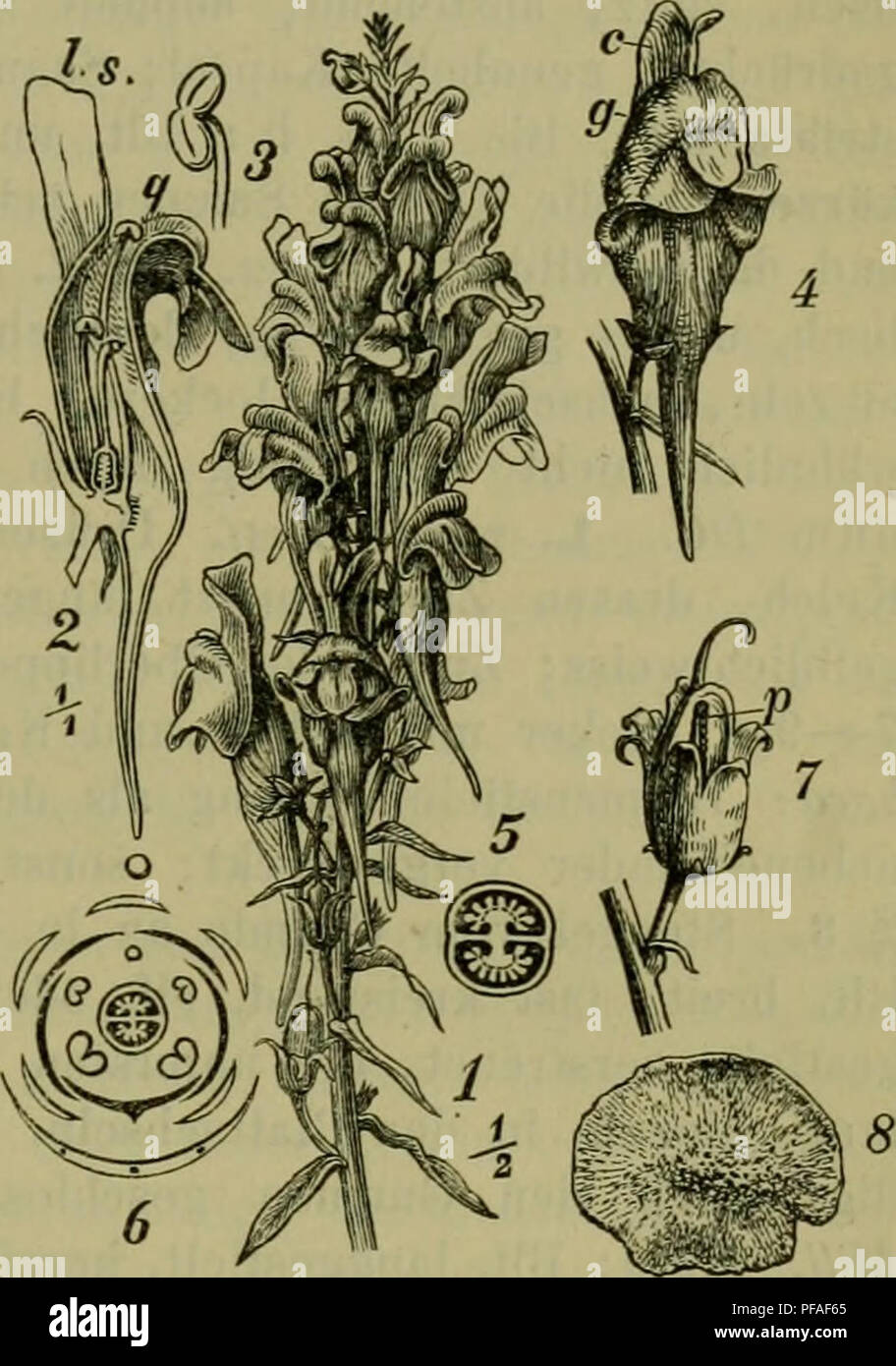 . Deutsche Flora. Pharmaceutisch-Medicinische Botanik. Ein Grundriss der Systematischen Botanik zum Selbststudium für Ärzte, Apotheker und Botaniker. Pflanzen, Heilpflanzen. Scrophulariaceae, Antirrhineae. 947 streuet Holzbilderrahmen. L. Antirrlüniim L. Linaria Krst., L. vulgaris Mill. Stengel Orig. einfach oder oberwärts Ästig, zuweilen auch aus den unteren Blattachseln schlanke Zweige mit linealischen Bit., bis 0,6 m. hoch, kahl wie sterben Lineal - lanzettf. Bit., Spindel und Blumenstiele Drüsig-flaumig; Bim. gedrängtstehend; Ki' 1 bis 2,5 cm lang; Saamen flach, Warzig-rauh, geflügelt. Zuweilen fi Stockfoto
