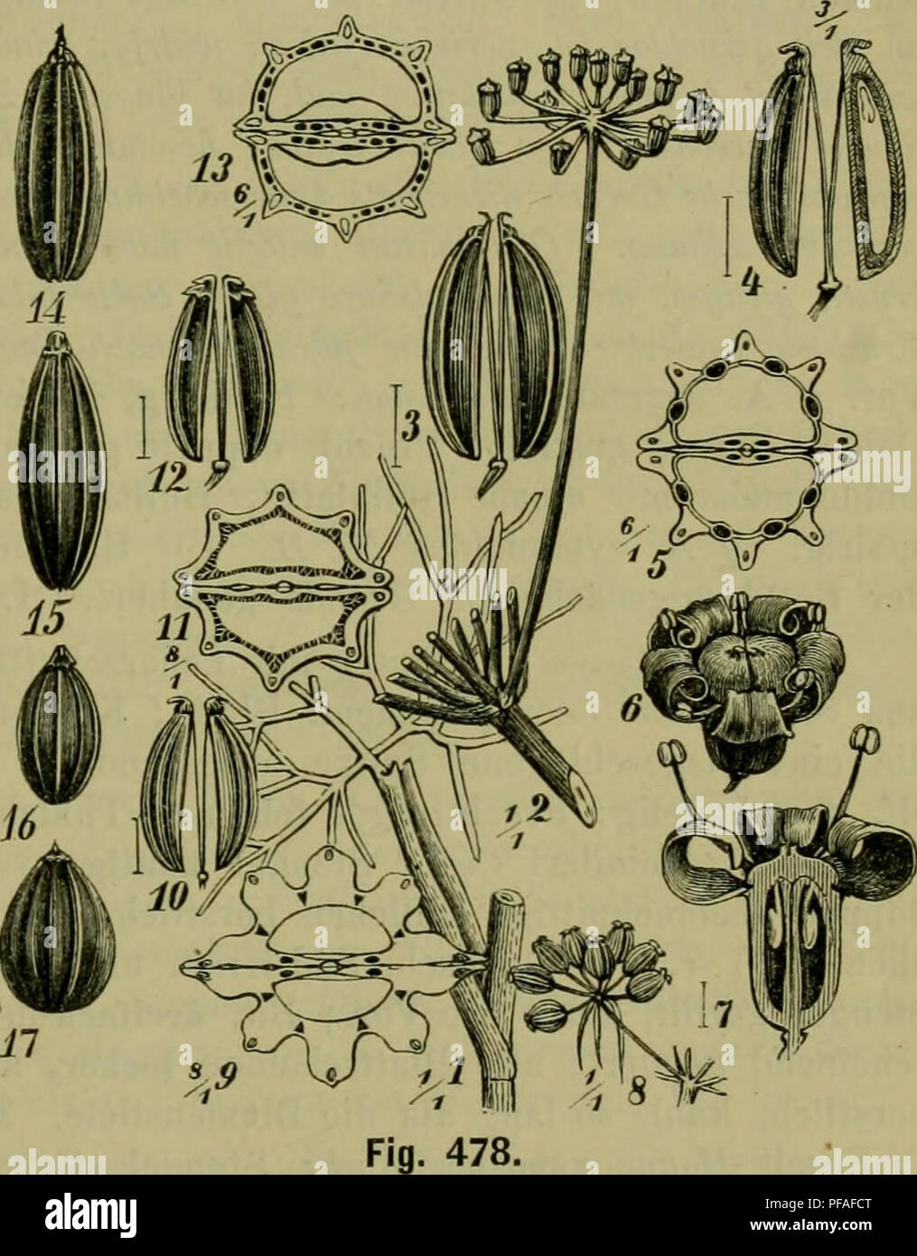 . Deutsche Flora. Pharmaceutisch-Medicinische Botanik. Ein Grundriss der Systematischen Botanik zum Selbststudium für Ärzte, Apotheker und Botaniker. Pflanzen, Heilpflanzen. Umbelliferae, Seselineae. 837 Falsche Bärenwurz. Kahles, bis 1 m hohes Kraut, mit gefurchtem, oberwärts rillig-kantigem Stengel und Blätter 3 - 4 fach - fiederschnittig, seitliche Ab-schnitte 2-ötheilig, Endabschnitt 3 theilig, Zipfel linealisch; Dolden Gipfel - ständig, 6-8 strahlig; Kronenbit. verkehrt - eif. - länglich, durch ein einwärts - gebogenes Zipfelchen scheinbar schwacli ausgerandet, bleich grünlich-gelb; Rippen scha Stockfoto