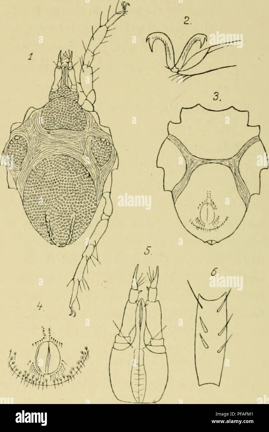 . Deutsche SÃ¼dpolar-Expedition, 1901-1903, im, Aufträge des Reichsamtes des Innern. Gauss (Schiff); Wissenschaftliche Expeditionen; Antarktis. Abb. 7. Halacarus novior n. sp. 1. Dorsalansicht des Rf; 2-Haiicliaiisicht des 9; 3. - Vciitral flilche des fÃ¼nften (Jliedes des ersten Ueinpaares; 4. Krallen des ersten und vierten Beinpaares;"&gt;. Ventralansiclit des Capitiilum. Kii:. s. Halacarus harioti Trouessart, var. kerguelensis n. Var. 1. Linago uorsaiansiclit Dauer; "J. Distales lÃ¼ule dos ersten Beinpaares;' ich. Baucliansicht des Rnnipfes vom 9;â â¢ Genitale-Ã¶ fl" nunp; des o^; •''. Ventra Stockfoto