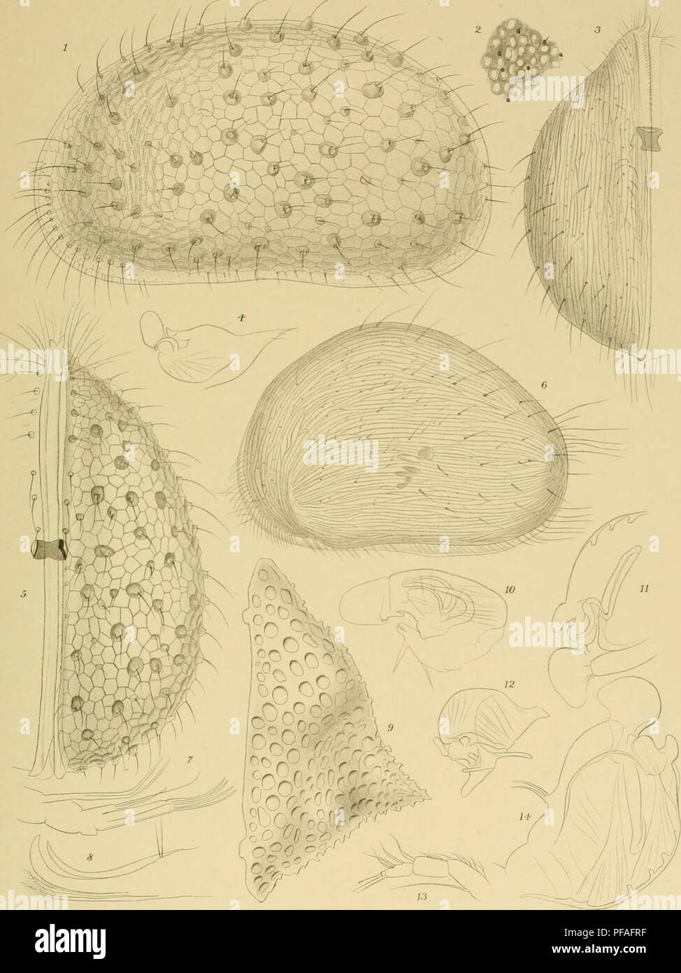 . Deutsche SÃ¼dpolar-Expedition, 1901-1903, im, Aufträge des Reichsamtes des Innern. Gauss (Schiff); Wissenschaftliche Expeditionen; Antarktis. Deutsche SÃ¼dpolar-Expedition, i9oi-3 Bandx. Tafelxix.. Rq i 3.5.6.9 H. LÃ¼bben.fw.s, 4.7, 8.10-14 - Aul-del. m;' - â¢â¢â Vertag Georg Rcimer. Betlln. Ut (iAnsuvA. GllisÃ ¤ i, Jena. Abb. 1.5 Zonocypris tuberosa Flg. 2 Cypris capensis Fig3.6Cypris syngramma Abb. 4 Paracytherols parallele Abb. 7 Paradoxostoma hypselum Abb. 9 Loxoconcha Dubai Abb. 8.11.14 Scierochilus priamus Abb. lOXestoleberis ngusa Abb. 12.13 Microcytherefngida^'. Bitte beachten Sie, dass diese Bilder extra sind Stockfoto