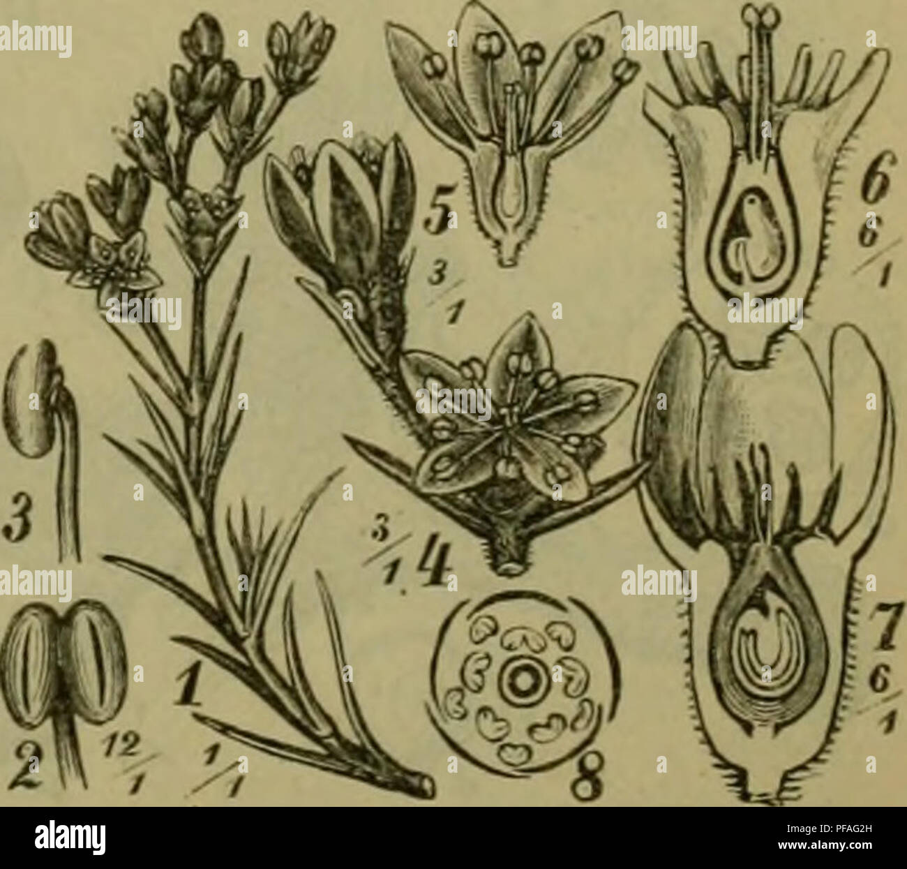 Auf dieser Seite von „Deutsche Flora“ werden Heilpflanzen mit Schwerpunkt auf Phytolacca decandra und Scleranthus perennis behandelt. Detaillierte botanische Illustrationen geben Einblicke in ihre Struktur, einschließlich Blumendiagrammen, Fruchtabschnitten und detaillierten anatomischen Ansichten dieser Arten. Diese Bilder dienen als Leitfaden für das Selbststudium in der botanischen Medizin und Pharmakologie. Stockfoto