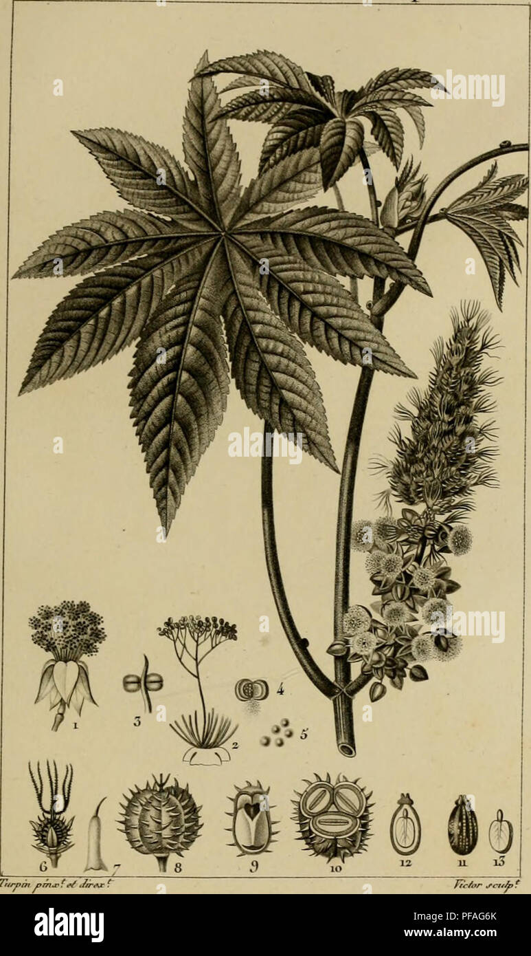 . Wörterbuch des sciences naturelles, Dans lequel auf traite méthodiquement De être de la nature considérés différens, soit en eux-mêmes, d'après l'État actuel de nos connoissances, soit relativement à l'utilité qu'en peuvent retirer La médecine, l'agriculture, le Commerce et les Artes. Suivi d'une Biographie des plus célèbres naturalistes. Natural History. BOTANIQUE, nnoTYLJsnoxEs. Eupliorl) iacees. pmeffe. RICIN coiiunim. I'j tfe Ortint/- Naf. / 47 le, 2.^' t7a 7 rieft/rarnettj-pi * rAtn/^ un/ncmAre qnznii, J'andèrar. ZMdJ, oui" erAe/aifxan/e-cnarper/e vo/FI/^^-Po/len Pfi ûti ntÙTOSCope Stockfoto