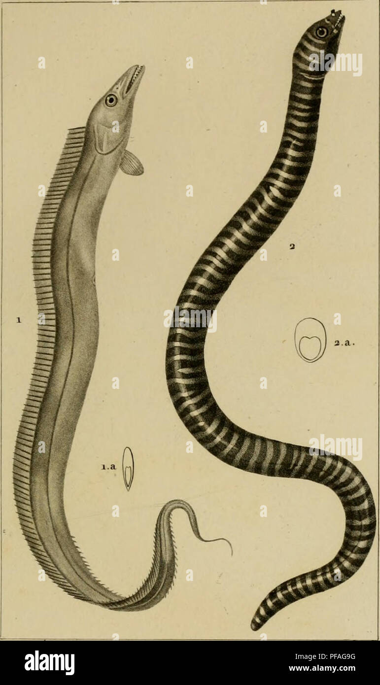 . Wörterbuch des sciences naturelles, Dans lequel auf traite méthodiquement De être de la nature considérés différens, soit en eux-mêmes, d'après l'État actuel de nos connoissances, soit relativement à l'utilité qu'en peuvent retirer La médecine, l'agriculture, le Commerce et les Artes. Suivi d'une Biographie des plus célèbres naturalistes. Natural History. ZOOLOGIE. ICHTHYOLOGIE. Péroptères"&gt;/Ophichthvotes.. Turbin t&amp;'oa:; f t/Aye* 1. CEINTURE Denier. x.&amp;. Cou^e&lt; Bei cor^^. a. GYMNOMURENE cerclée. 2. ein. Coupé e/u Corp^-. Bitte beachten Sie, dass diese Bilder aus Scan extrahiert werden Stockfoto