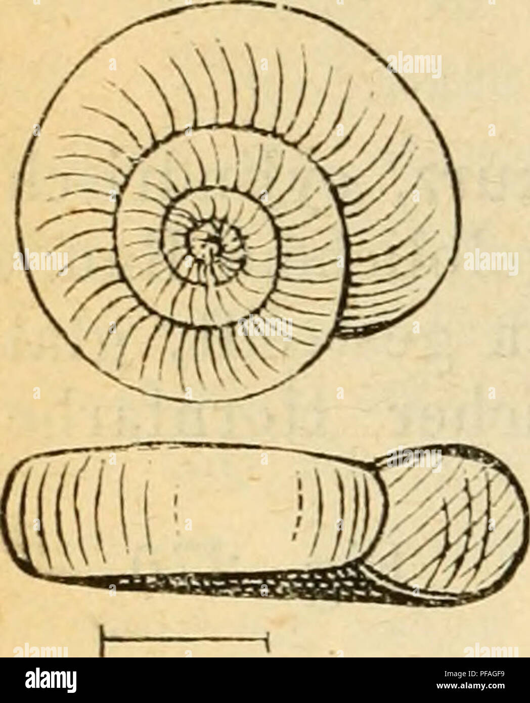 . Deutsche Ausflüge - Mollusken - Fauna. Muscheln. 416 Abb. 271.. PI. Rossmaessleri, Auersw. Zend, ziemlich festschalig, von bräunlicher Hornfarbe, ober- seits Gewindecentrum leicht eingesenkt, unterseits Schüssel-förmig - concav, 4 Umgänge, rundlich, schnell zunehmend; der letzte gegen-über den übrigen- eine Breite über-wiegend, aber, ohne sich gegen die Mündung Mündung auffallend zu 12 Bay; rundlich, wenig schief; durch die Mündungswand schwach ausge- schnitten; Mundsaum scharf, häufig mit weisser Schmelzlippe belegt; die obere Seite wenig verlängert. Durchm. 6 mm, Höhe 1,5 mm. Wohnort. In W Stockfoto