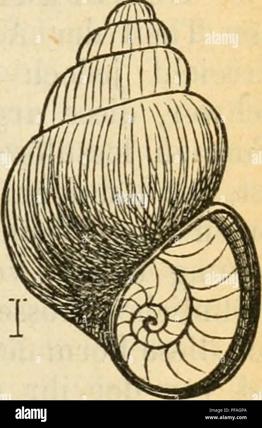 . Deutsche Ausflüge - Mollusken - Fauna. Muscheln. 331 des GehÃ¤useÃ¼berzuges beziehen, 4. Inflata, Attenuata, Moulinsii Dup.und Astierii Ã¼up. unbedeutende FormabÃ¤nderungen darstellen. 5. BytJiinella Schmidtii, Charpentier. Paludina viridis, gehalten, Programm und Isis, PahiÃ ¤ ina Schmidtii, Charp-. in KÃ¼ster, Chemnitz, Ed. 2. S. 40. t. 8. w. 26 - 30. Paludinella â v. Frauenf. Verband, zool. bot. Gesellsch. Wien 1863. S. 200. Â viridis, der Autoren. Thier: nicht beschrieben. GehÃ¤verwenden: geritzt, eifÃ¶rmig - cylindrisch, durchscheinend, festschalig, Top fein gestreift, von hellgrÃ¼ner oder Glashell - wei Stockfoto