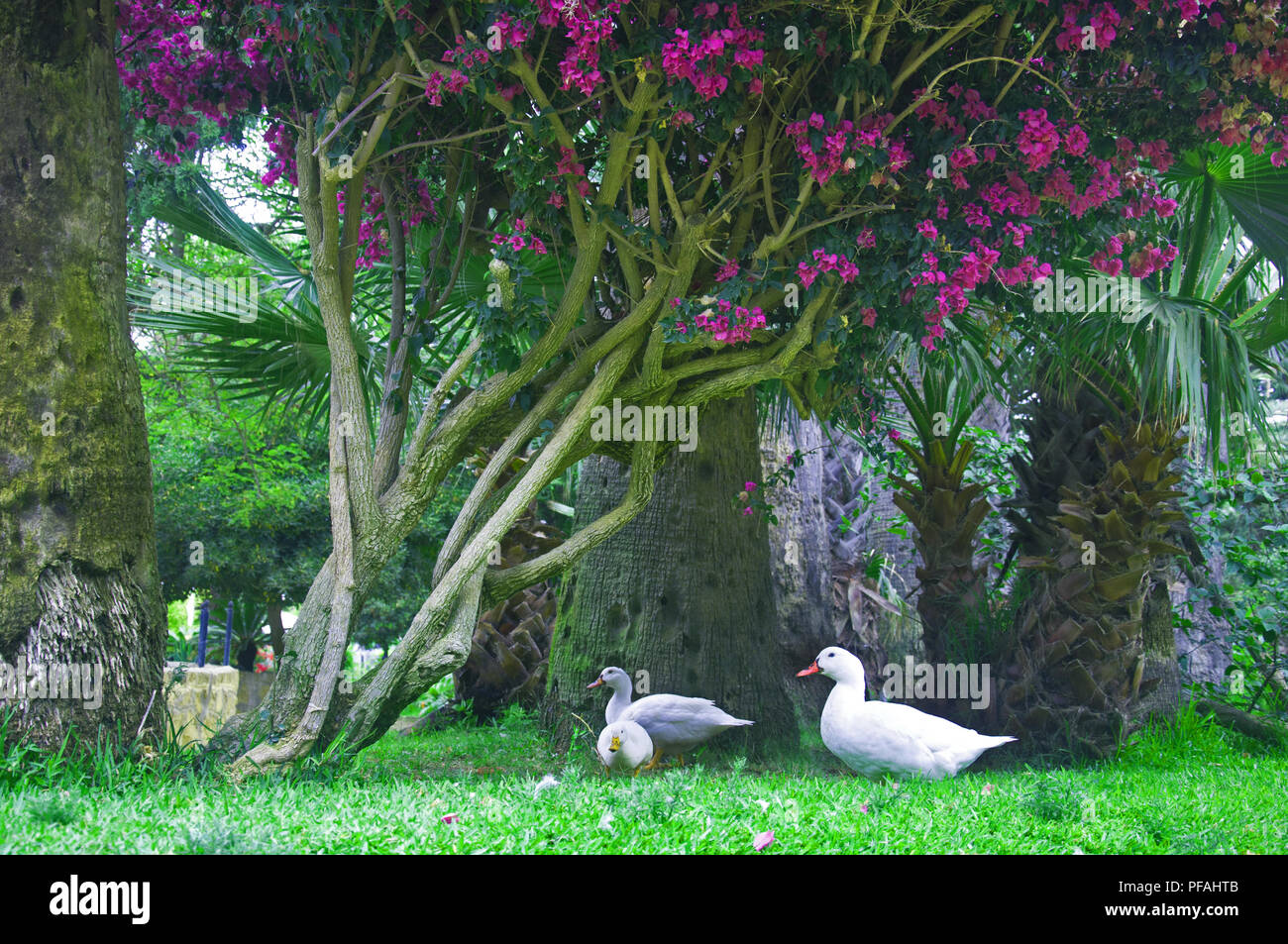 Drei weiße Enten unter dem Baum mit lila Blüten, Sommer Stockfoto