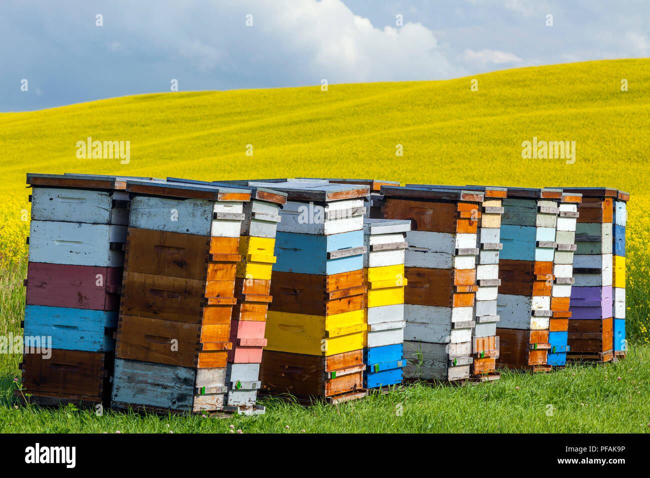Bunte Bienenvölker auf der kanadischen Prärie, Pembina Valley, Manitoba, Kanada. Stockfoto