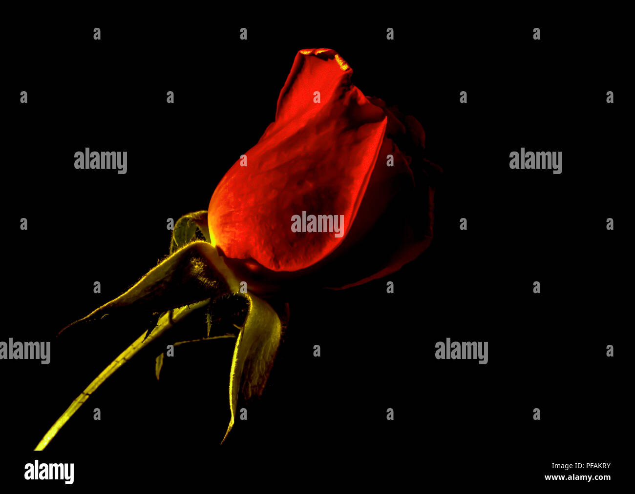 Nahaufnahme von roten Rose auf schwarzem Hintergrund Stockfoto