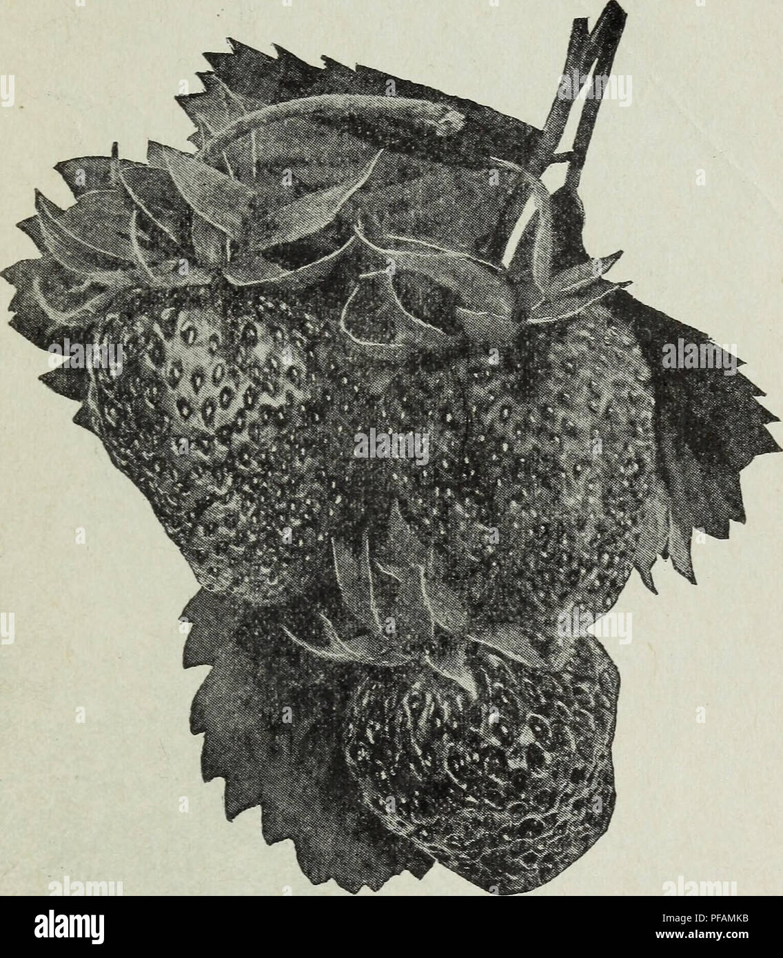 . Beschreibende Erdbeere Werk Katalog von 5.000.000 Perdue's beste Qualität Erdbeerpflanzen: Bei Perdue's Strawberry anlage Bauernhof. Baumschulen (Gartenbau) Maryland Showell Kataloge; Baumschulen Maryland Showell Kataloge; Erdbeeren Sorten Maryland Showell Kataloge. Showell, Maryland. Missionar. (Anfang.) Ein anderer der Standard frühen Arten, ist weitgehend • im Süden angebaut. Es ist auch von Strawberry Erzeuger in den meisten alle Teile des Landes gefallen. Macht mehr Pflanzen als Klon - Deich; Pflanzen sind kräftige und gesunde und große Kulturen sehr groß Beeren o Tragen Stockfoto