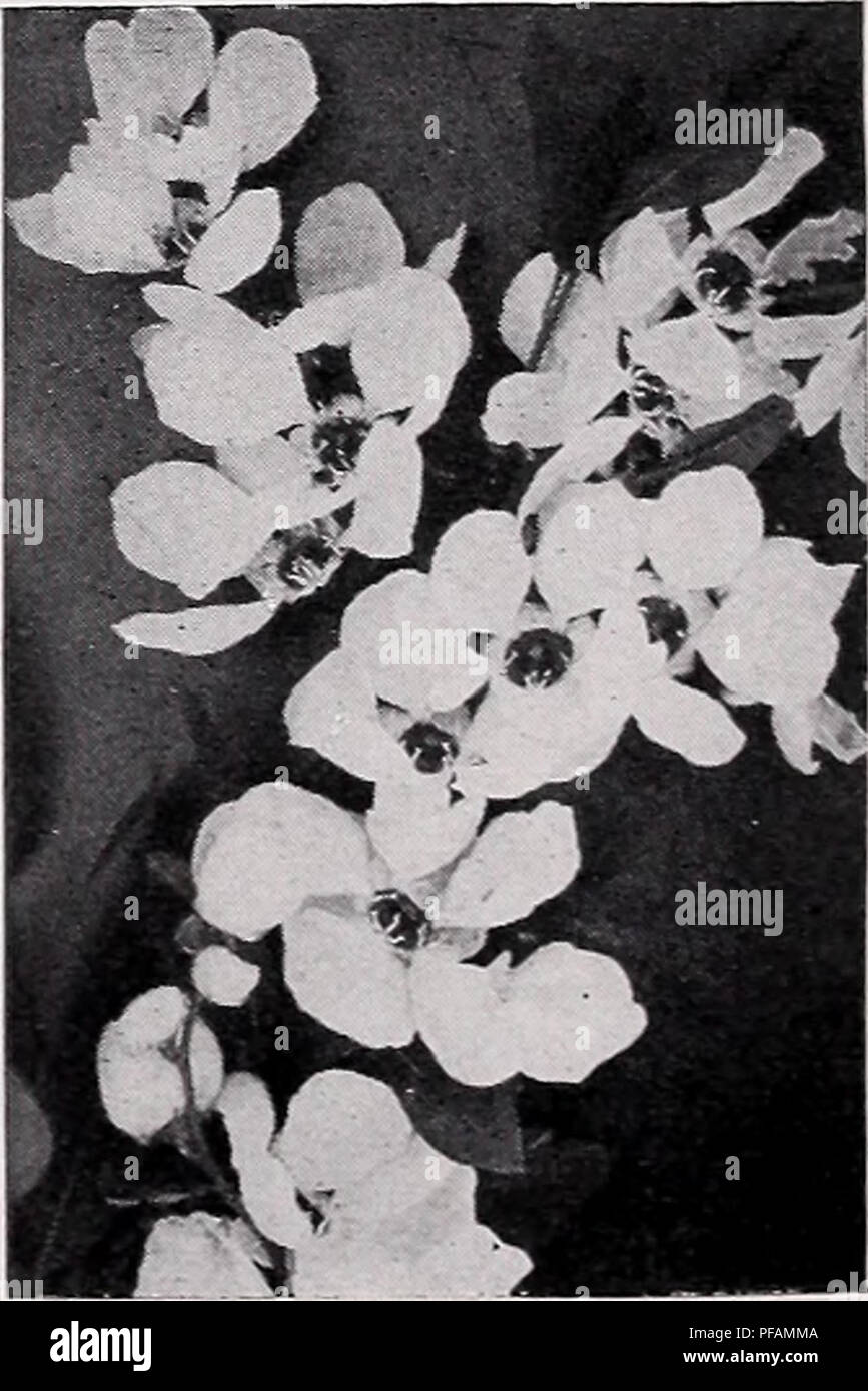 . Beschreibende Preisliste. Baumschulen Gartenbau Kataloge; Evergreens Kataloge; Obstbäume Kataloge; Sträucher, Kletterpflanzen Kataloge Kataloge. Diervilla Rosea. Euonymus alatus. [63 Exochorda (Pearl Bush).. Bitte beachten Sie, dass diese Bilder sind von der gescannten Seite Bilder, die digital für die Lesbarkeit verbessert haben mögen - Färbung und Aussehen dieser Abbildungen können nicht perfekt dem Original ähneln. extrahiert. C.M. Hobbs &Amp; Söhne; Henry G. Gilbert Baumschule und Saatgut Handel Katalog Kollektion. Bridgeport, Ind.: C.M.Hobbs &Amp; Söhne Stockfoto