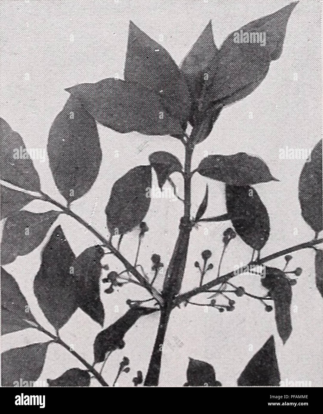 . Beschreibende Preisliste. Baumschulen Gartenbau Kataloge; Evergreens Kataloge; Obstbäume Kataloge; Sträucher, Kletterpflanzen Kataloge Kataloge. . Bitte beachten Sie, dass diese Bilder sind von der gescannten Seite Bilder, die digital für die Lesbarkeit verbessert haben mögen - Färbung und Aussehen dieser Abbildungen können nicht perfekt dem Original ähneln. extrahiert. C.M. Hobbs &Amp; Söhne; Henry G. Gilbert Baumschule und Saatgut Handel Katalog Kollektion. Bridgeport, Ind.: C.M.Hobbs &Amp; Söhne Stockfoto