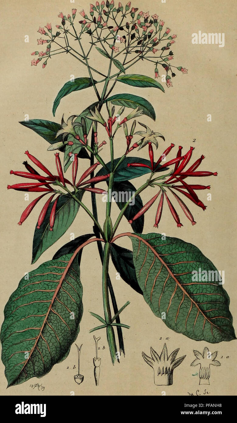Dieses Wörterbuch bietet einen malerischen Blick auf die Naturgeschichte und die Phänomene und deckt verschiedene Aspekte der Pflanzenarten und ihrer Verwendung ab, wie die medizinische Chininpflanze (Cinchona). Stockfoto