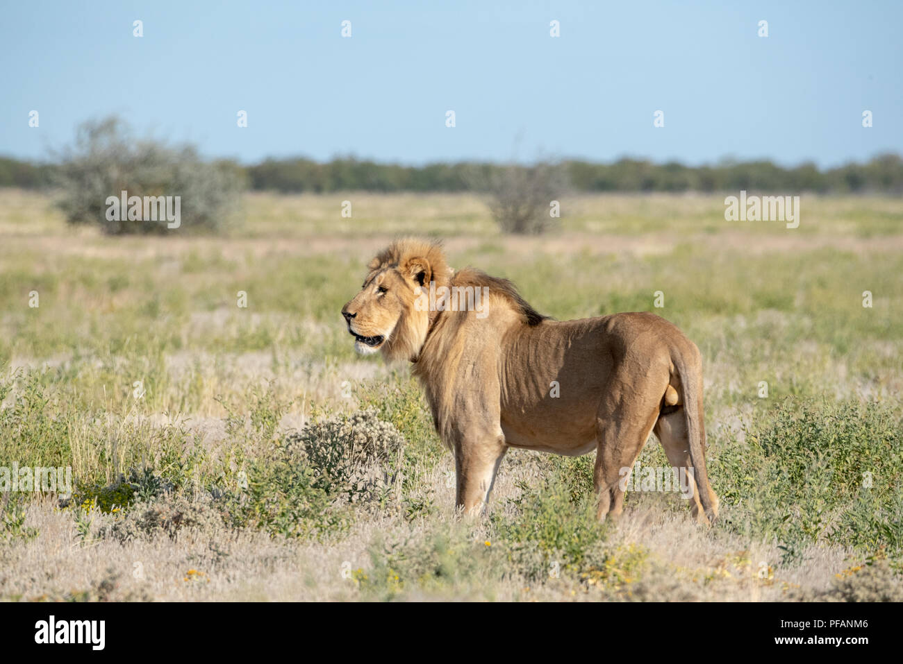 Alten thin männliche Löwe stand im Gras Land und Knurren, Etosha National Park, Namibia Stockfoto