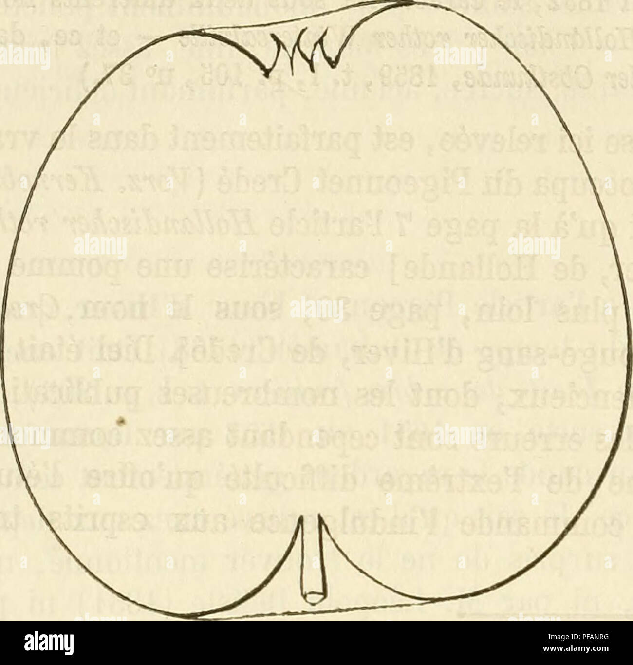 . Wörterbuch de pomologie, Contenant l'histoire, la Description, la Abbildung des Früchte Früchte anciens et des modernes les plus g © n©ralement connus et cultivÂ © s. Obst - Kultur. 564 SCHWEIN [PIGEONNE! CRE]. DeuxiÃ¨me Art. Yeux: Moyens, ovoÃ ¯ des, faiblement collÃ©s contre le Bois et Bien duveteux. Â Feuilles: Petites, ovales, vert glauque et Mat de Dessus, blanc verdÃ¢tre en Dessous, longuement acuminÃ © es, À-Bords © nelÃ largement crÃ©s. Â PÃ© tiole: de grosseur moyennes et Länge, tomenteux et Pomme^ Pigeonnet CredÃ©. - IPremier Typ. gÃ©nÃ©ralement nicht cannelÃ ©. Â Maximaldividende les: petites. Fertilit Stockfoto