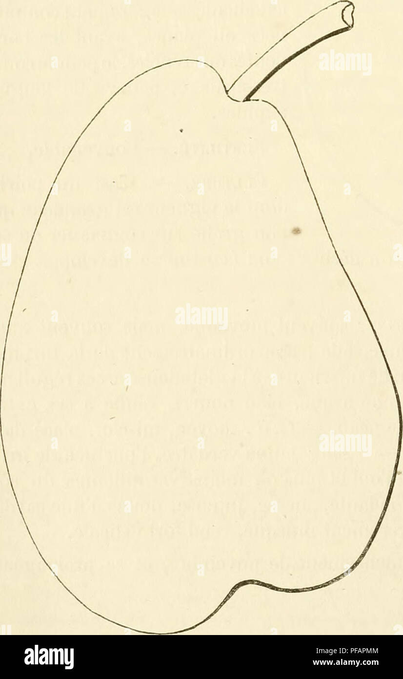 . Wörterbuch de pomologie, Contenant l'histoire, la Description, la Abbildung des Früchte Früchte anciens et des modernes les plus g © n©ralement connus et cultivÂ © s. Obst - Kultur. 322 KNl ausgezeichnet, qui Datum de 1830 et dont l'origine fut ainsi constatÃ©e, en 1849 par le pomologue AmÃ©ricain Downing: "Cette nouvelle et prÃ©cieuse variÃ©tÃ© provient de Semis de Feu Thomas-Andr Ã© Ritter, de Downton-Castle (Angleterre). Il l'appela Monarch [Royale], ich liebe qu'il La croyait supÃ©rieure, par l'ensemble de ses Qualità©s, à toutes les autres poires. Le Pied-Typ se mit Obst à la premiÃ¨re annÃ©e d Stockfoto