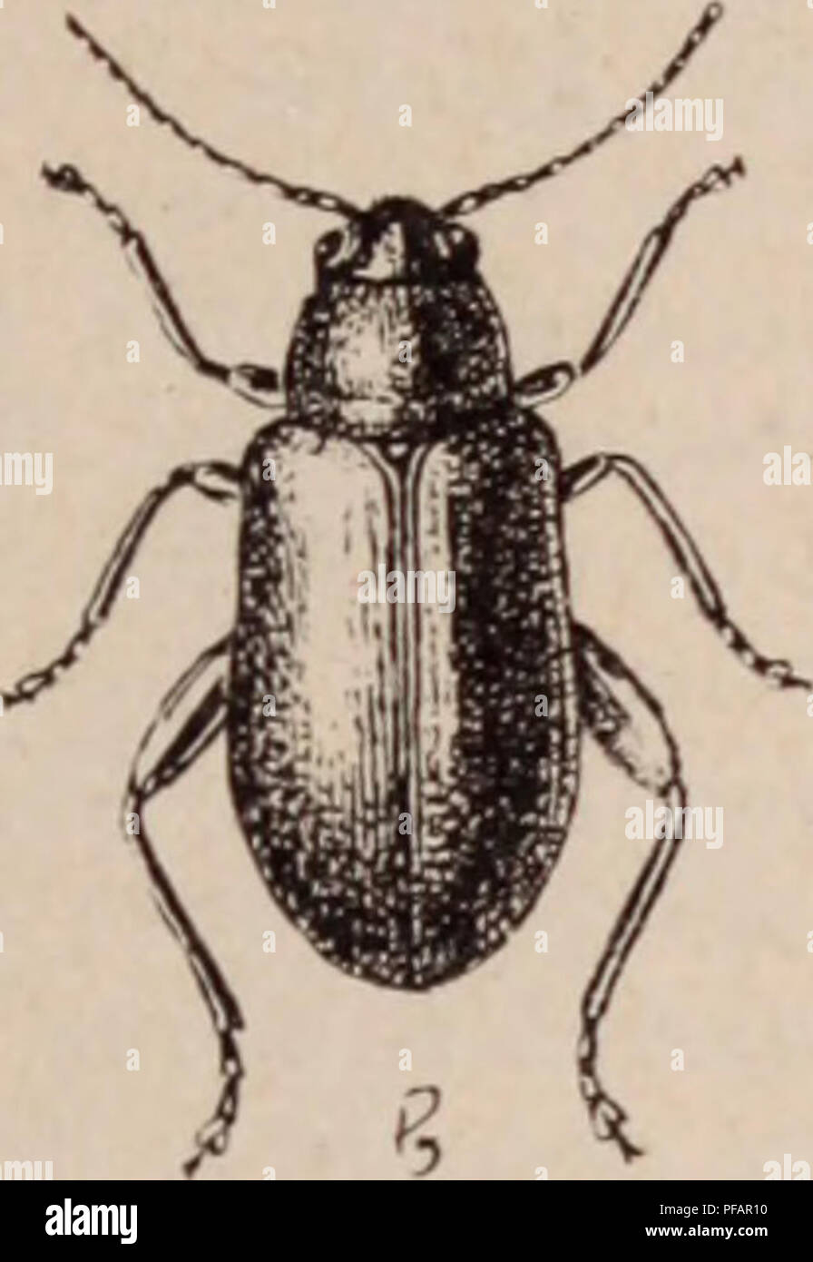 Worterbuch D Gartenbau Illustra C Par D Bois Pra C Gesicht De