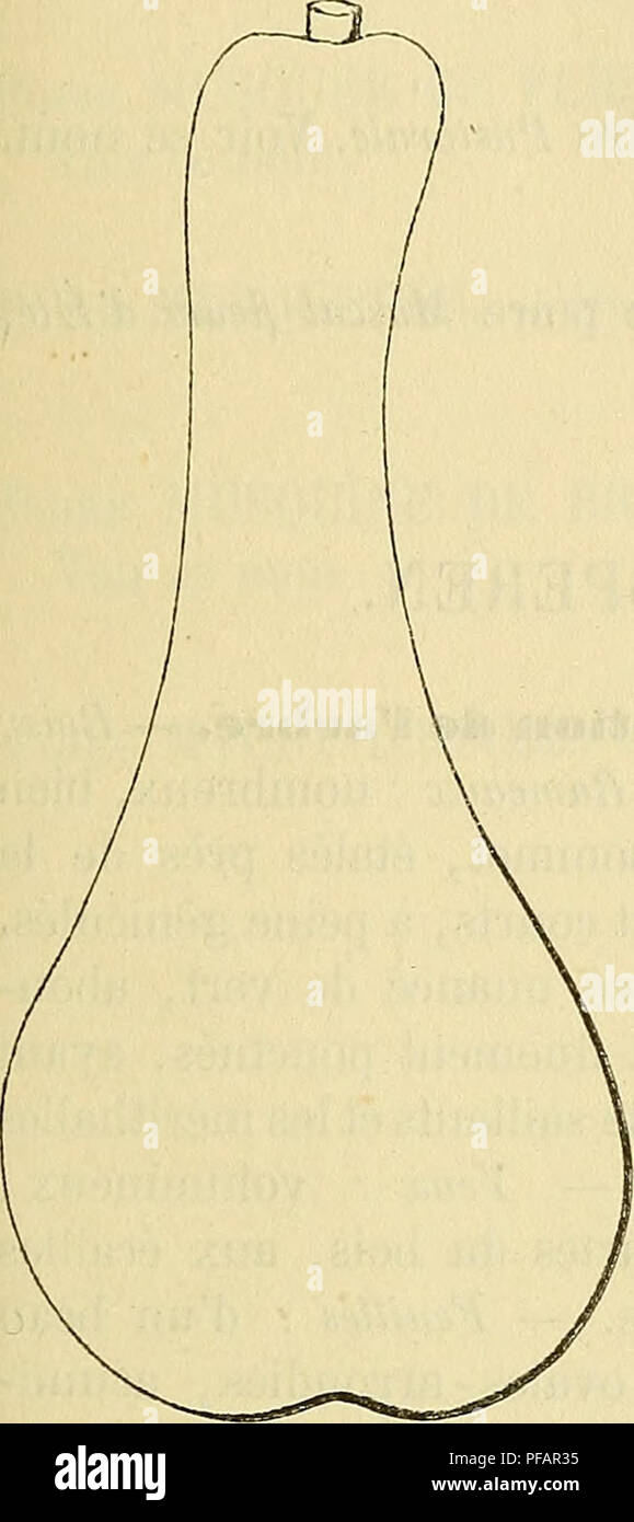 . Wörterbuch de pomologie: Contenant l'histoire, la Description, la Abbildung des Früchte Früchte anciens et des modernes les plus gÃ©nÃ©ralement connus et cultivÃ © s. Obst. MUS 447 Poire Musette d'Anjou. plissÃ© ou Lisse, insÃ© rÃ©verticalement, ou de Côté tÃ©, Ã fleur de peau et Presque cpntinu, quelquefois, avec la Stuhl. Â Peau: Jaune - Citron ou jaune d'Ocre, uniformÃ © ment parsemÃ©e de Punkte gris et de Punkte Bruns, et quelque peu maculÃ©e de Roux dans le bassin Ombilical. - Vorsitz: Blanche, grosse et cassante, aqueuse, marcescente et pierreuse. Â Eau: suffisante, rarement trÃ¨s-sucrÃ©e, Plu Stockfoto