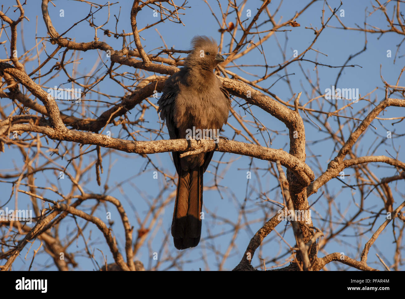 Portrait einer jungen flauschig Grau (lourie) Geh weg Vogel sitzt auf einem toten Baum im Abendlicht Stockfoto