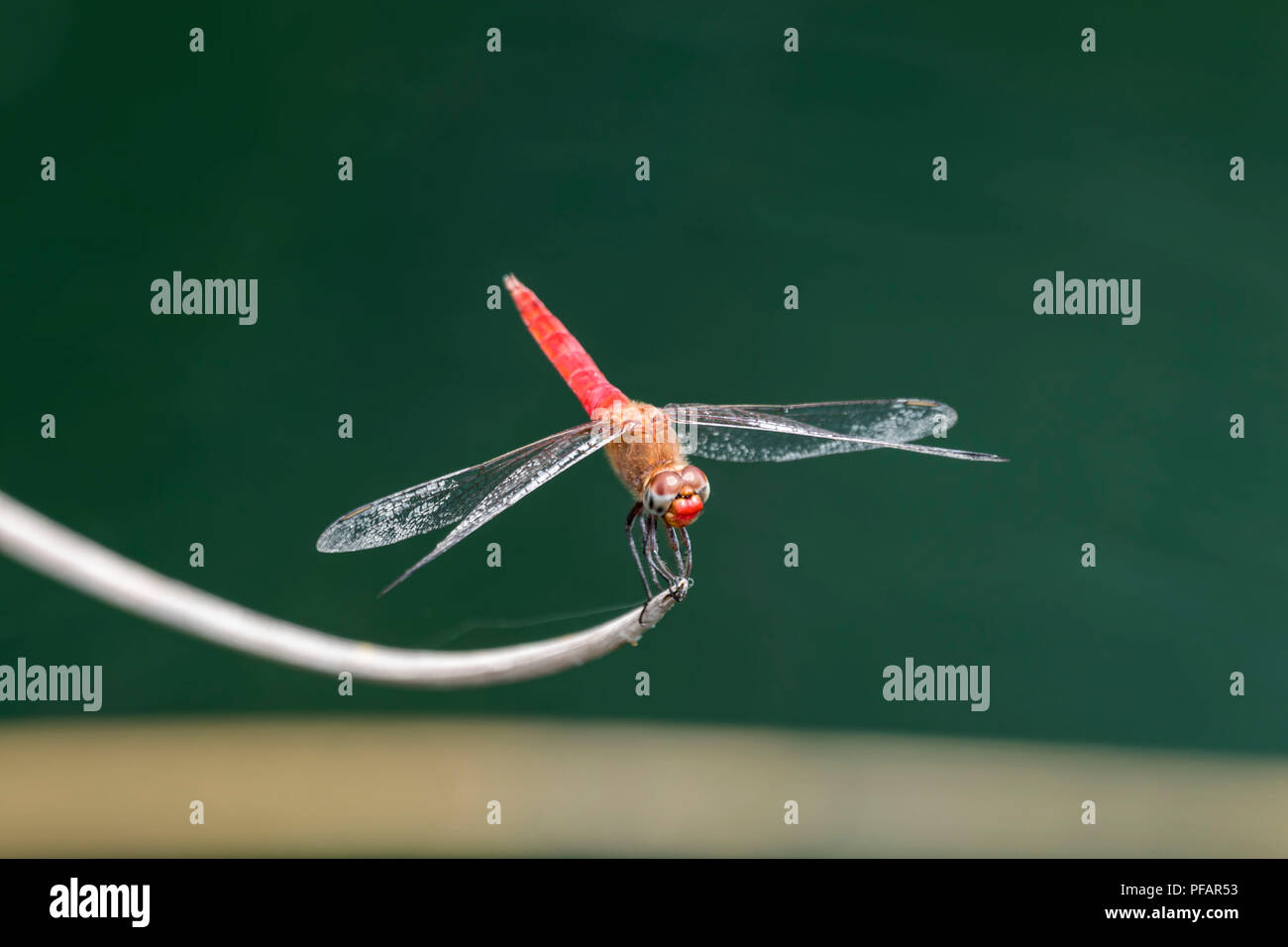 Nahaufnahme einer orange Libelle sitzt auf einem Reed in einem Teich Stockfoto