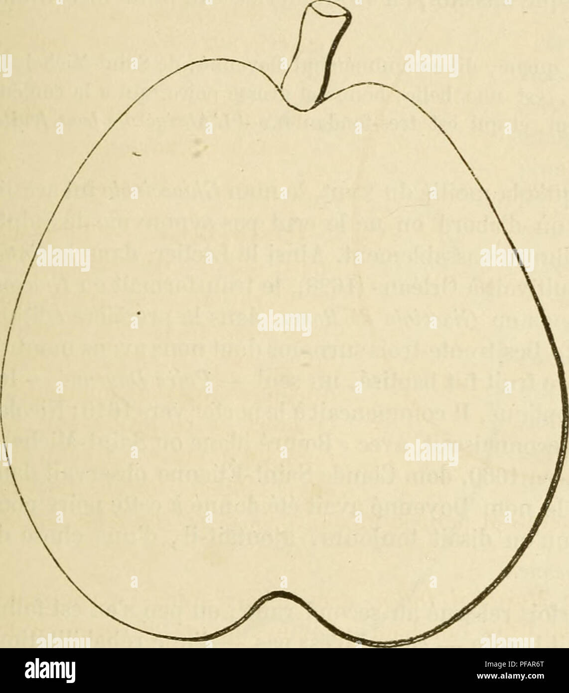 . Wörterbuch de pomologie, Contenant l'histoire, la Description, la Abbildung des Früchte Früchte anciens et des modernes les plus g © n©ralement connus et cultivÂ © s. Obst - Kultur. DOY [doyennÃ ©] 53 d'Automne {kl. ebd.). Â 9.1. DoyennÃ © Commun (André Leroy, Katalog de Kultur, 1846, S. 10). Â 22. Neige blanche {kl. Ebenda]. Â 23. Saint-Michel blanc (kl.ilnd., 1849, S. 21). Â 24. doyennÃ © Saint-Michel (Couverchel, TraitÃ© de Obst, 1852, S. 474). Â 25. Sublime Gamotte [Ã® d. ebd.). Â 26. Du Doyen (Decaisne, Le Jardin fruchtiger du Musée © ÄHM, &Amp;^B, t. I). Â 27. Valentin [Id. ebd.). Â 28. Stockfoto