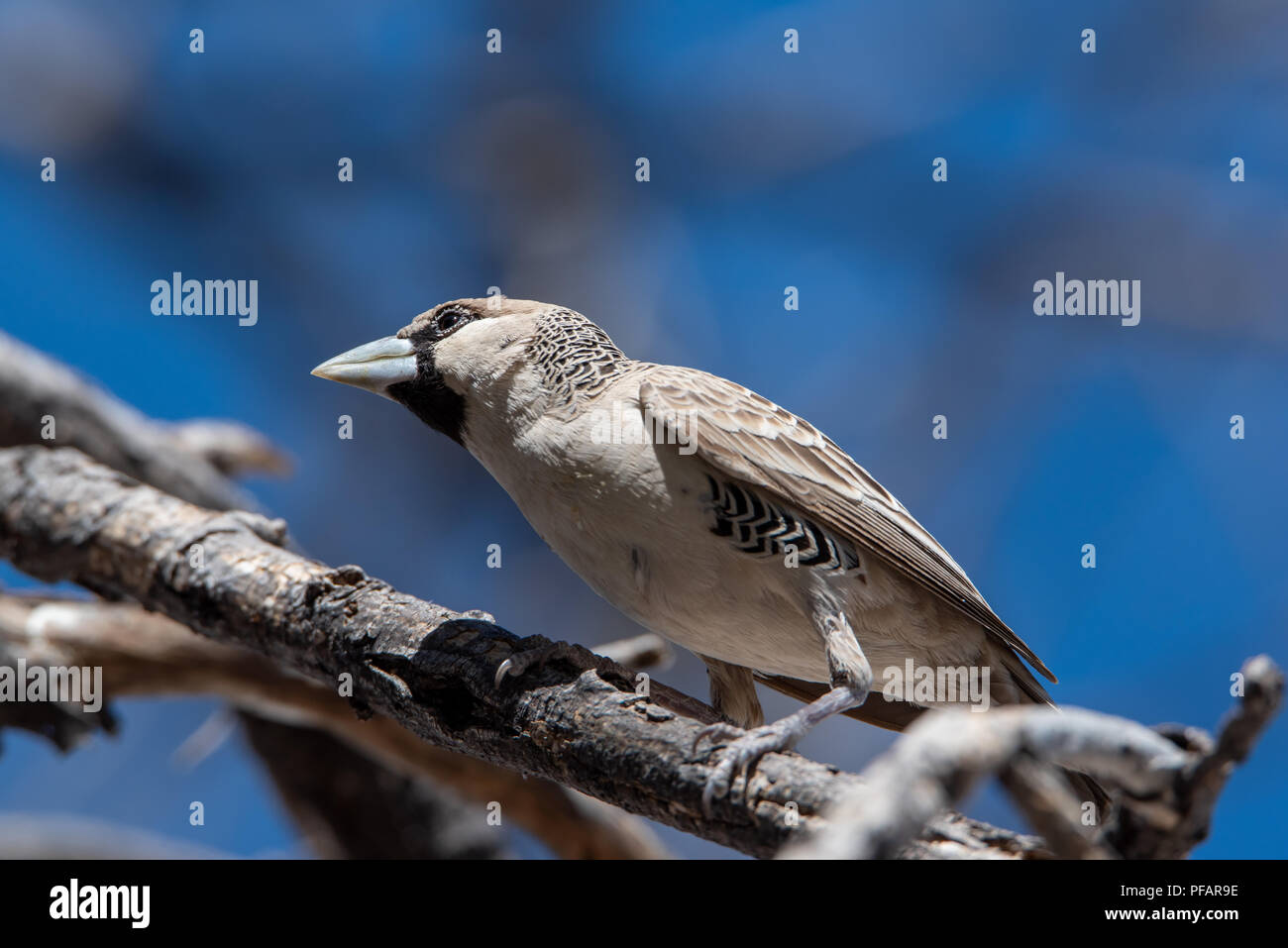 Niedrigen winkel Foto von grauen sociable Weaver zwischen Zweigen vor blauem Himmel, Etosha National Park, Namibia Stockfoto