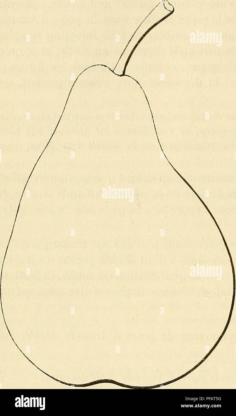 . Wörterbuch de pomologie: Contenant l'histoire, la Description, la Abbildung des Früchte Früchte anciens et des modernes les plus gÃ©nÃ©ralement connus et cultivÃ © s. Obst. 110 Historiiiue AMAâ AMB. Â Obtenue au Concours de 1857 par M. Boisbunel fils, pÃ©piniÃ © - riste à Rouen, d'un-semis remontant à 1846, Sohn obtenteur mÃªme l'a Dekor Kriterien dans â. j-yj T, X l 6 Bulletin du Cercle pratique d'horti-Poire Amandine (de Rouen). ,,,. ,, %,. ,., Kultur et de O<) tanique de la Chablis - lnfe - rieure (annÃ©e 18 o8, Seite 155); et Nous y lisons Â" qu'Après-ski-l'avoir nommÃ©e "Amandine (de Rouen), il la Pr Stockfoto
