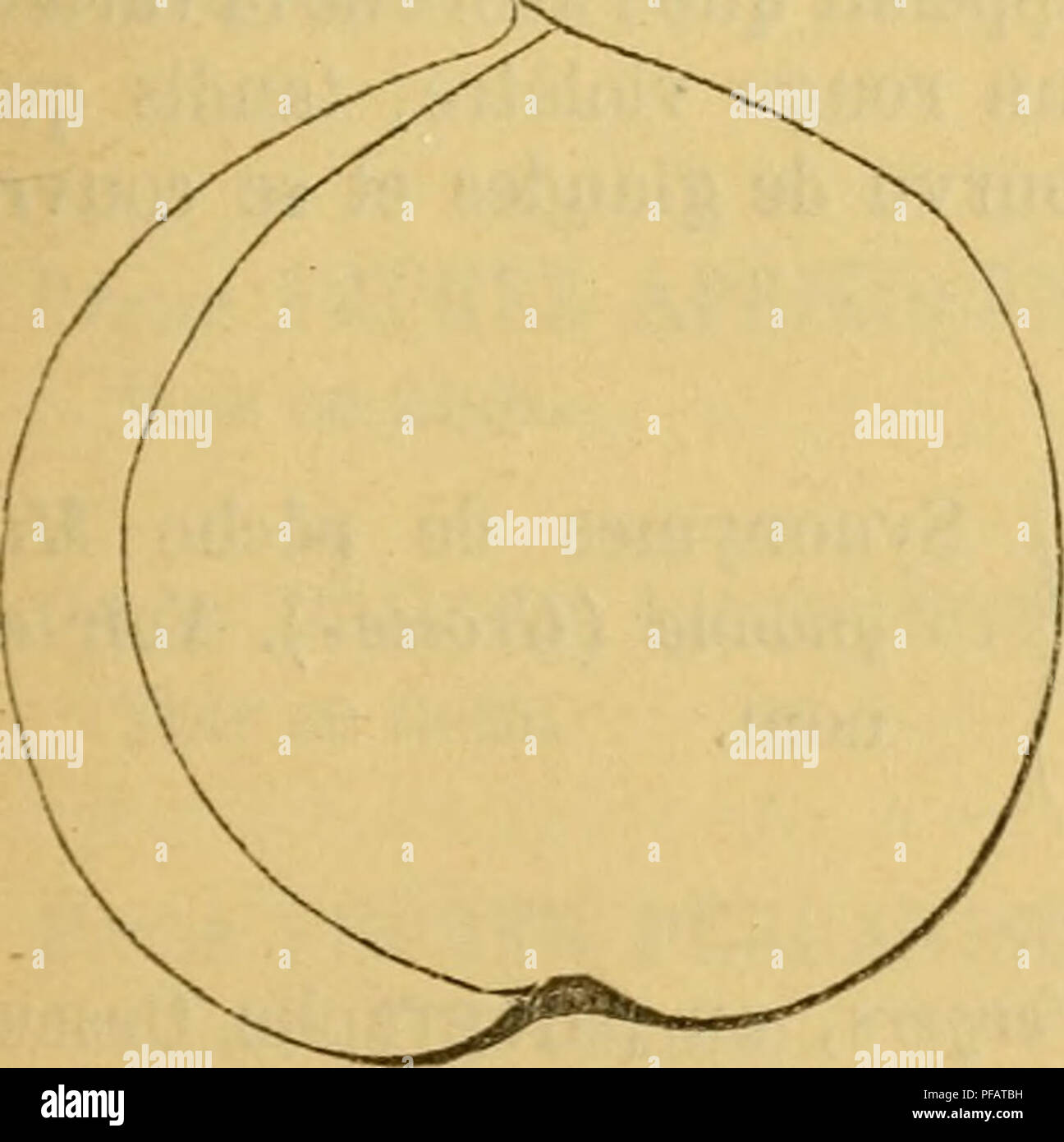 . Wörterbuch de pomologie, Contenant l'histoire, la Description, la Abbildung des Früchte Früchte anciens et des modernes les plus nÃÂ gÃÂ © © ralement connus et cultivÃÂ © s. PÃCHER. FLE 121 46. PÃ©cher eine FLEURS SEMI-Doppelzimmer. SjnonjwueH. Â PÃ¨ches: 1. Ein Fleurs doubles (le Lectier, d'OrlÃ©ans, Katalog-des-Arbres cultivÃ©s dans son Verger et Pflanze, 1628, S. 31; et Merlet, l'AbrÃ©gÃ© de Bons Obst, 1667, S. 41). Â 2. PÃCHE - RosE (dom Claude Saint-Etienne, Nouvelle Ã® nsfructio 7 gieße ich connaÃ®tre les Bons Obst, 1670, S. 139). Â 3. De Rosier (Ilerman Kuoop, Fructologie, 1771, S. 87. Â 4. Gemeinde eine Fl Stockfoto
