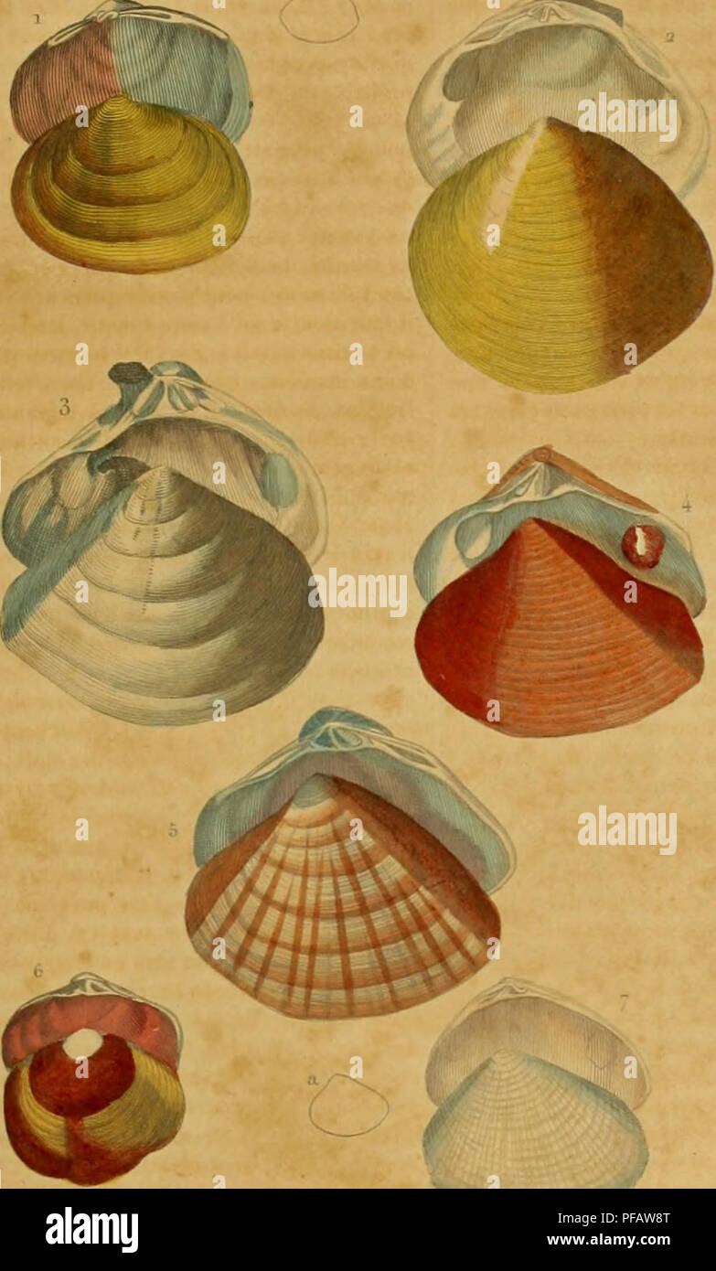 . Wörterbuch classique des sciences naturelles: présentant La définition, l'et l'histoire de tous les être qui composent les Trois règnes analysieren, leurs Anwendung générale aux Arts, à l'Landwirtschaft, à la médicine, à l'Economie domestique, etc.. Natural History. ^^> .. Zykl I) £ Kom,-e. 2 ZYKL/UJE de Covlan 3. GALATHÉE k rayone. ^ CRA-SSATELLE siUc b. MACTRE lisor. 6 CWGULINE trrmsvers-. ERYCIN]' carcUoïae.. Bitte beachten Sie, dass diese Bilder aus gescannten Seite Bilder, die digital haben für die Lesbarkeit verbessert - Färbung und Aussehen dieser Abbildungen können nicht p Stockfoto