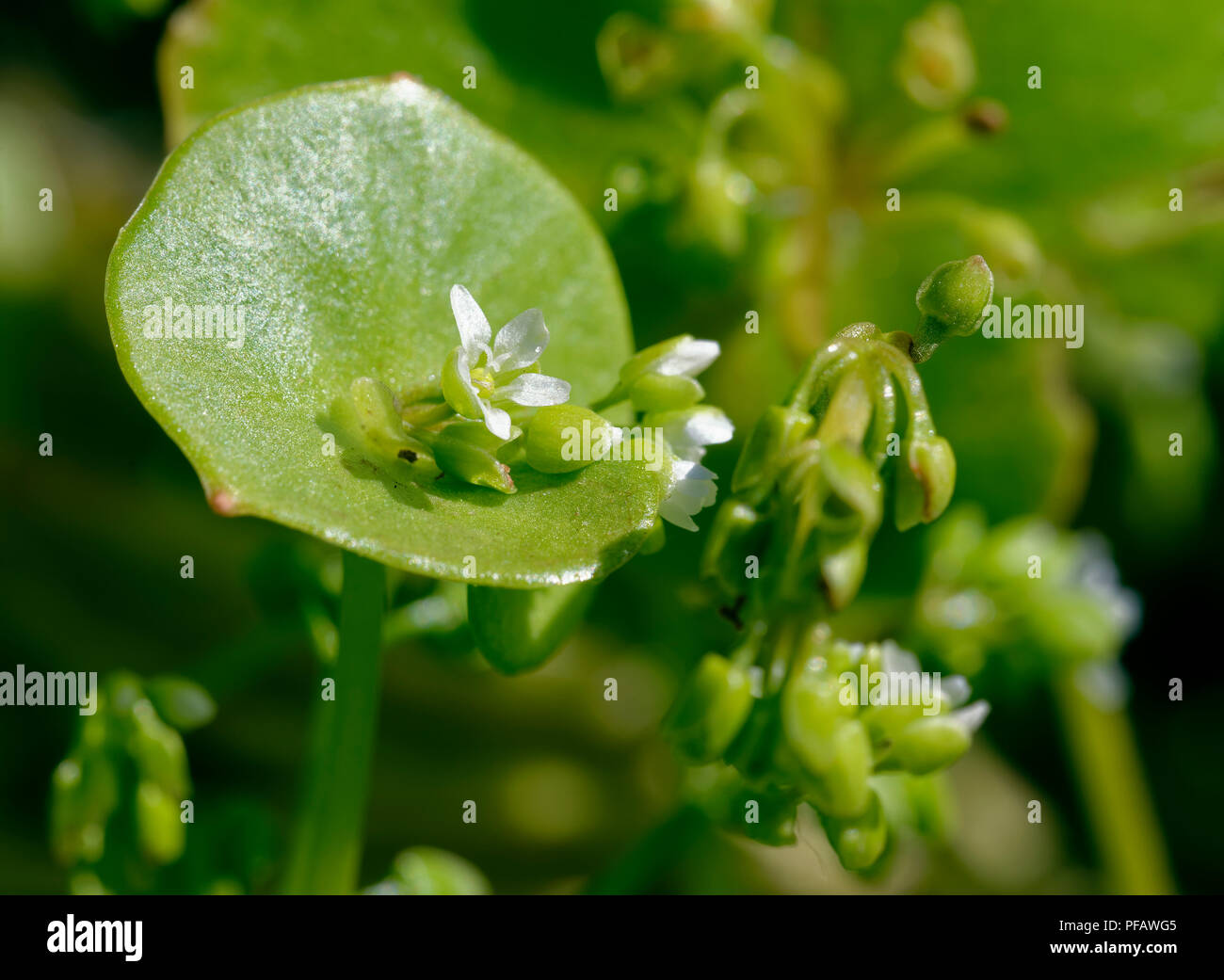 Frühling Schönheit oder indischer Salat - Claytonia perfoliata Stockfoto