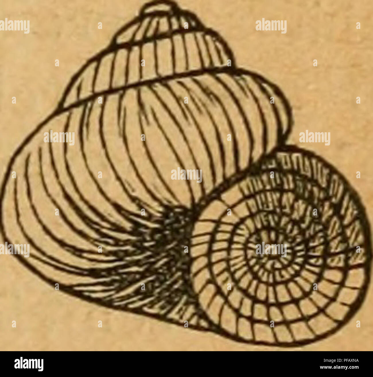 . Deutsche Ausflüge - Mollusken - Fauna. Muscheln. 455 I. Gruppe: Cincinna Hübner. 0.72. 'kreiseiförmig, mehr oder weniger gethürmt; Nabel enge. X1. Cincinna piscinalis, Müller. Nerita piscinalis, Müller, VERM.hlst. 1774 II p172 Nr. 358. Trochus cristatus, Schröter, Flussconch. S. 280 t. 6 Abb. 11. Helix piscinalis, Gmelin, Syst. Nat. S. 3627. - Fascicularis, - - - s. 3641. -- Alten, Augsburg s. 47 t. 8 Abb. 16. Cyclostoma ohtusum, Drap., Tabl. S. 39. - Hist. Moll. s. 33 t. 1 Abb. 14. - - Der Sturm Fauna VI. 4 t. 2. Valvata Piscinalis, Küster, in Chemnitz Ed.2. Monogr. Palud. s. 85 t. 14. Stockfoto