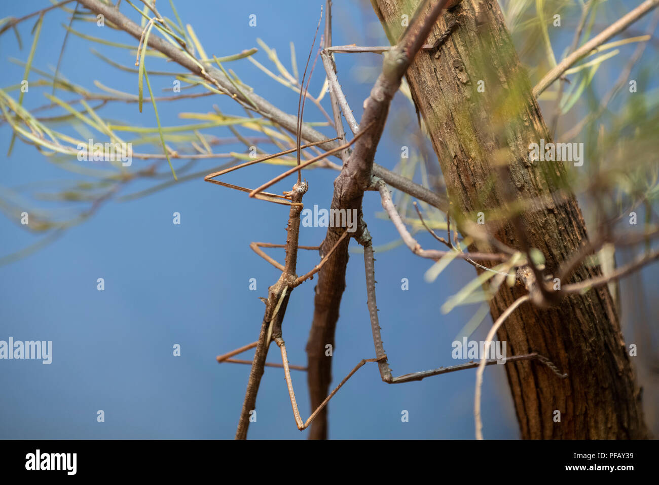 Australien, Northern Territory, Alice Springs. Zwei Akazie stick Insekten auf der Branche. Stockfoto